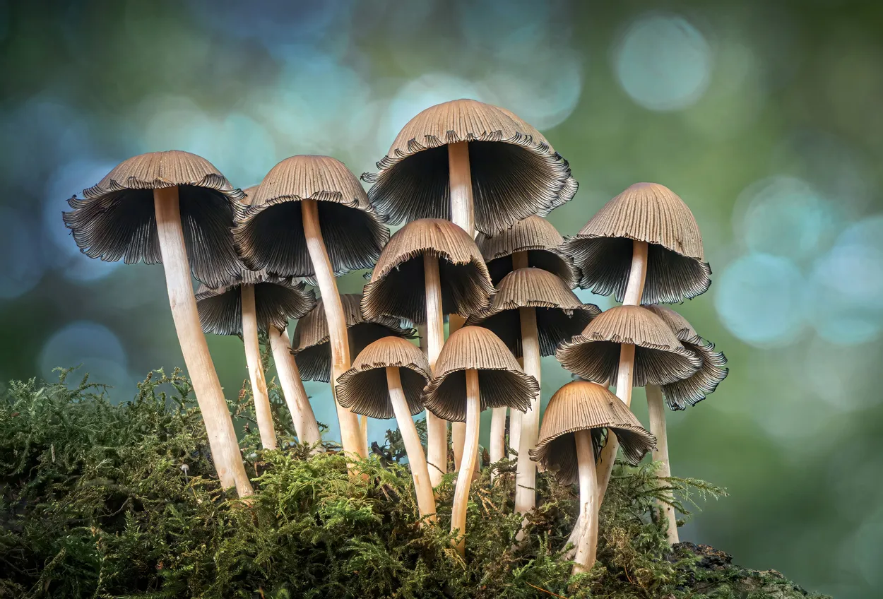 Glistening Inkcaps