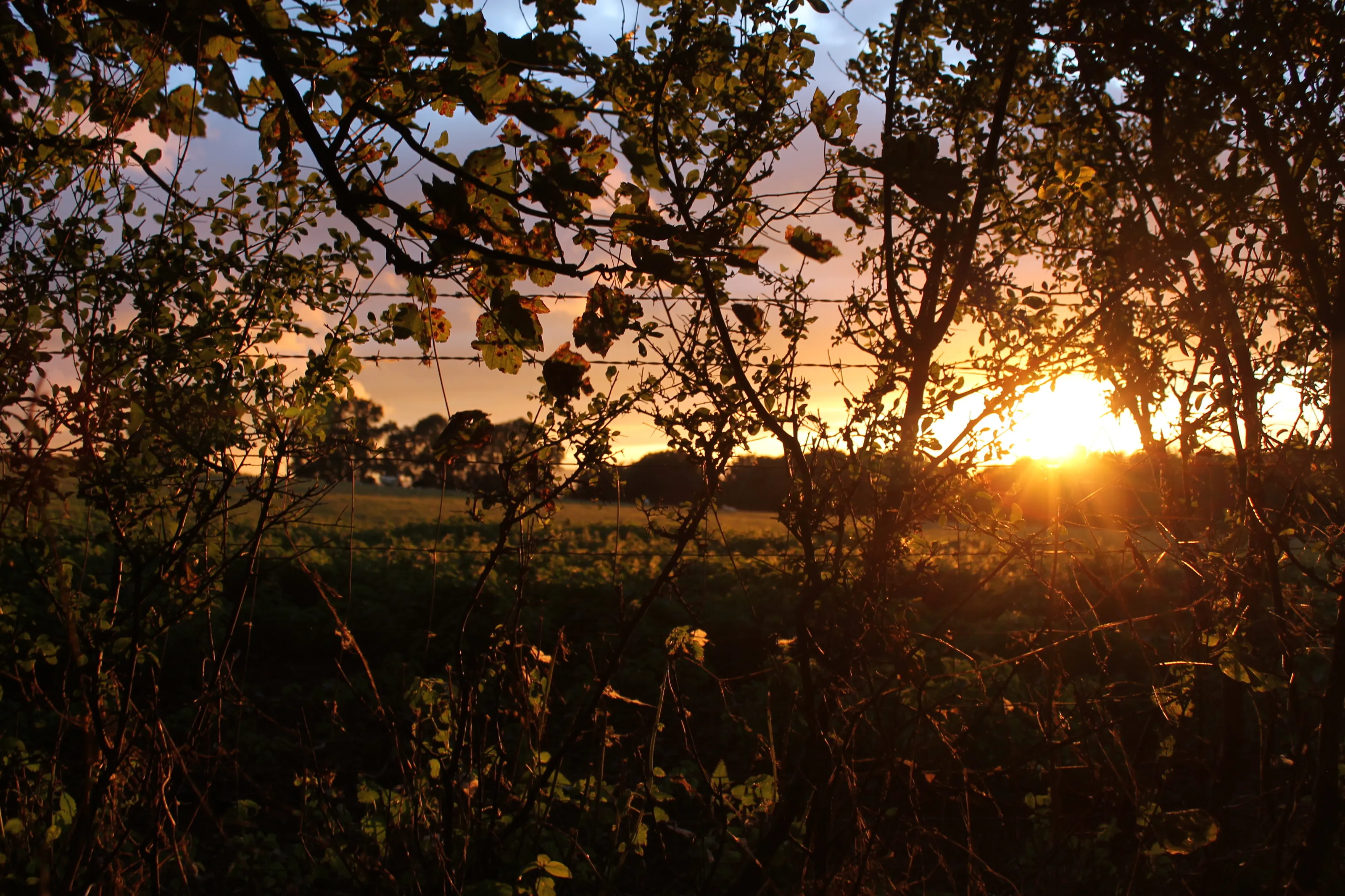 Autumn