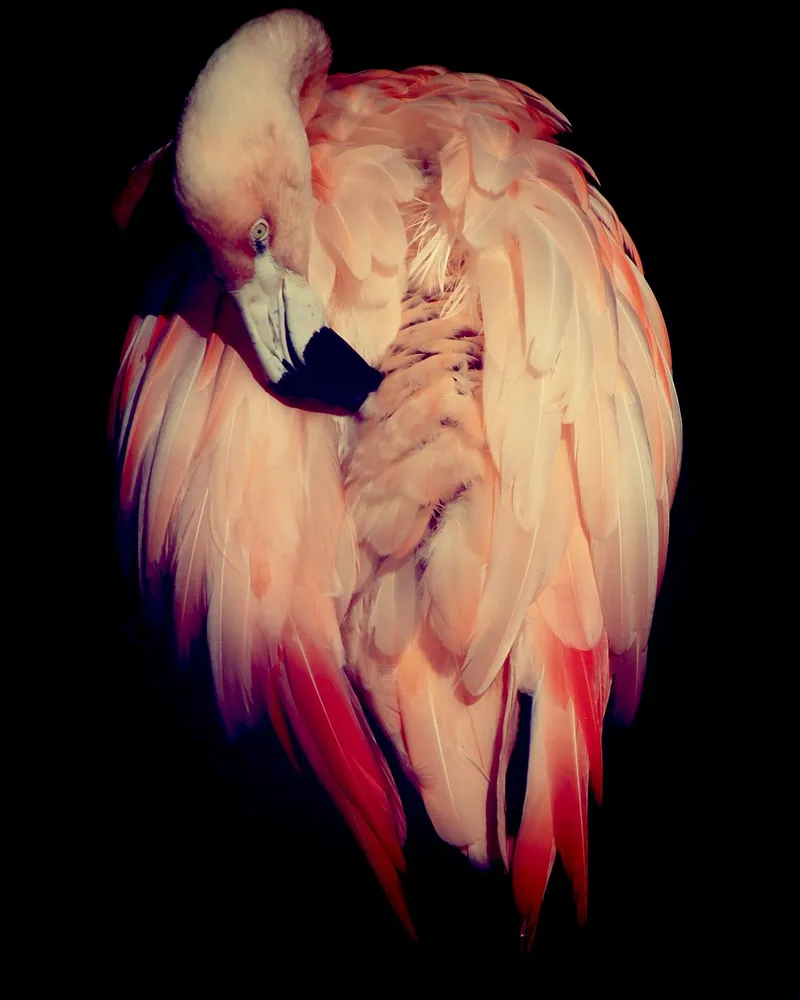 Pretty in Pink