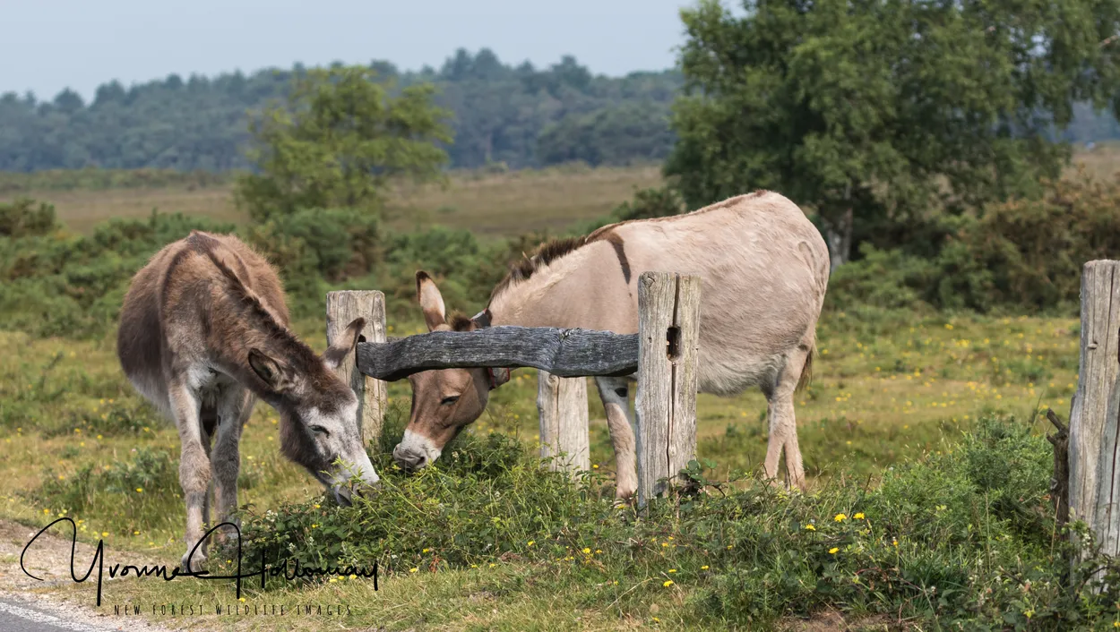 Entry 5387621
