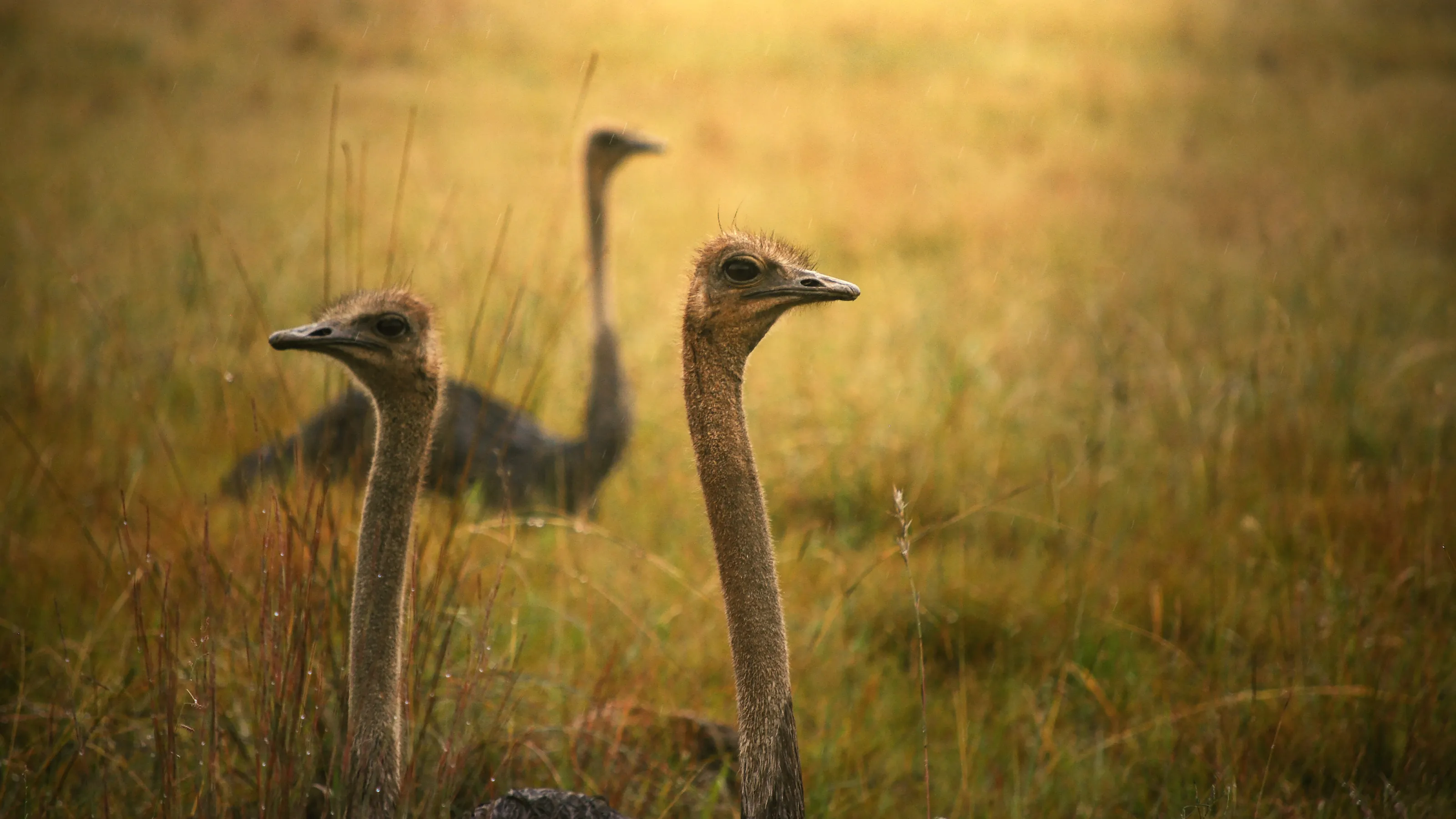 Emus