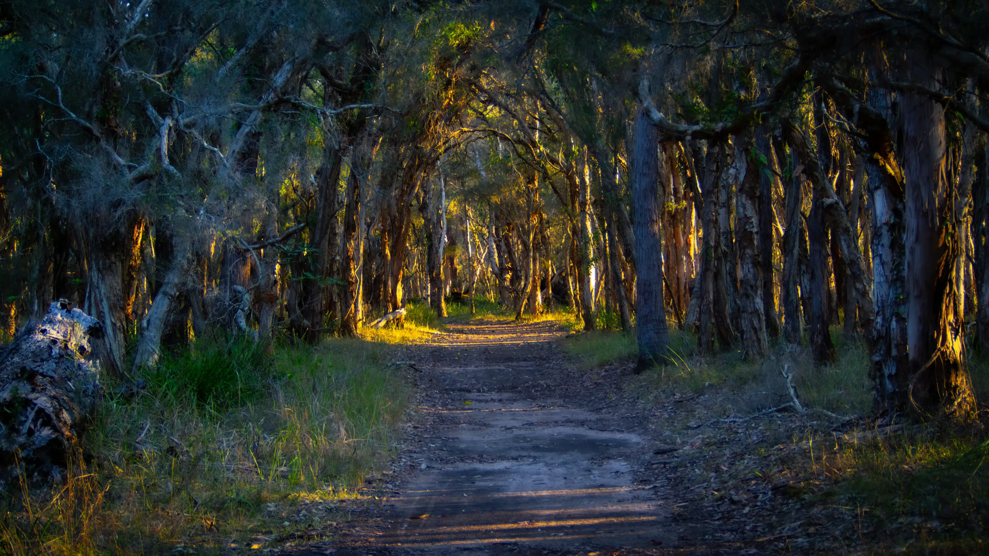 A walk down college drive