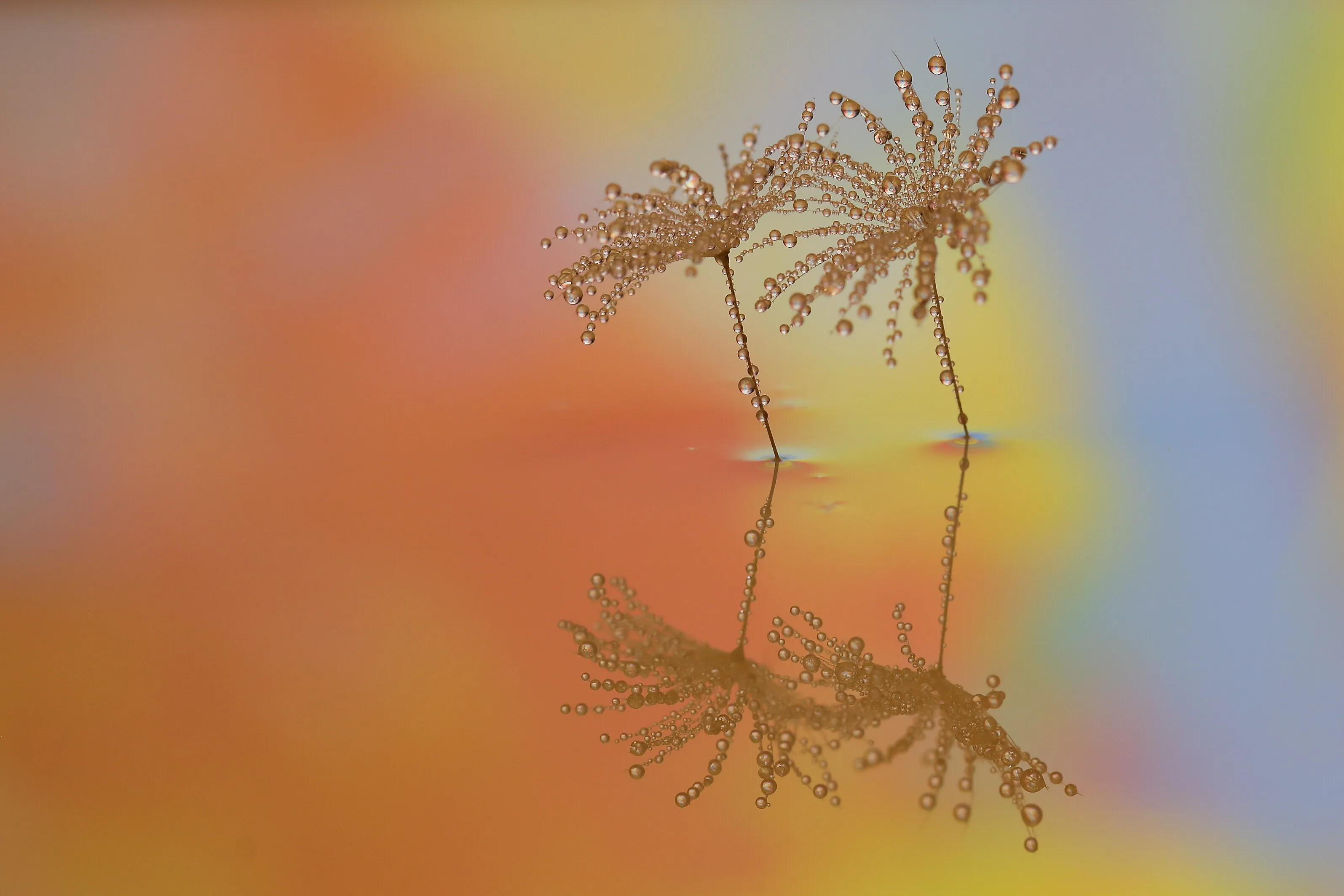 Dandelion seeds with water droplets