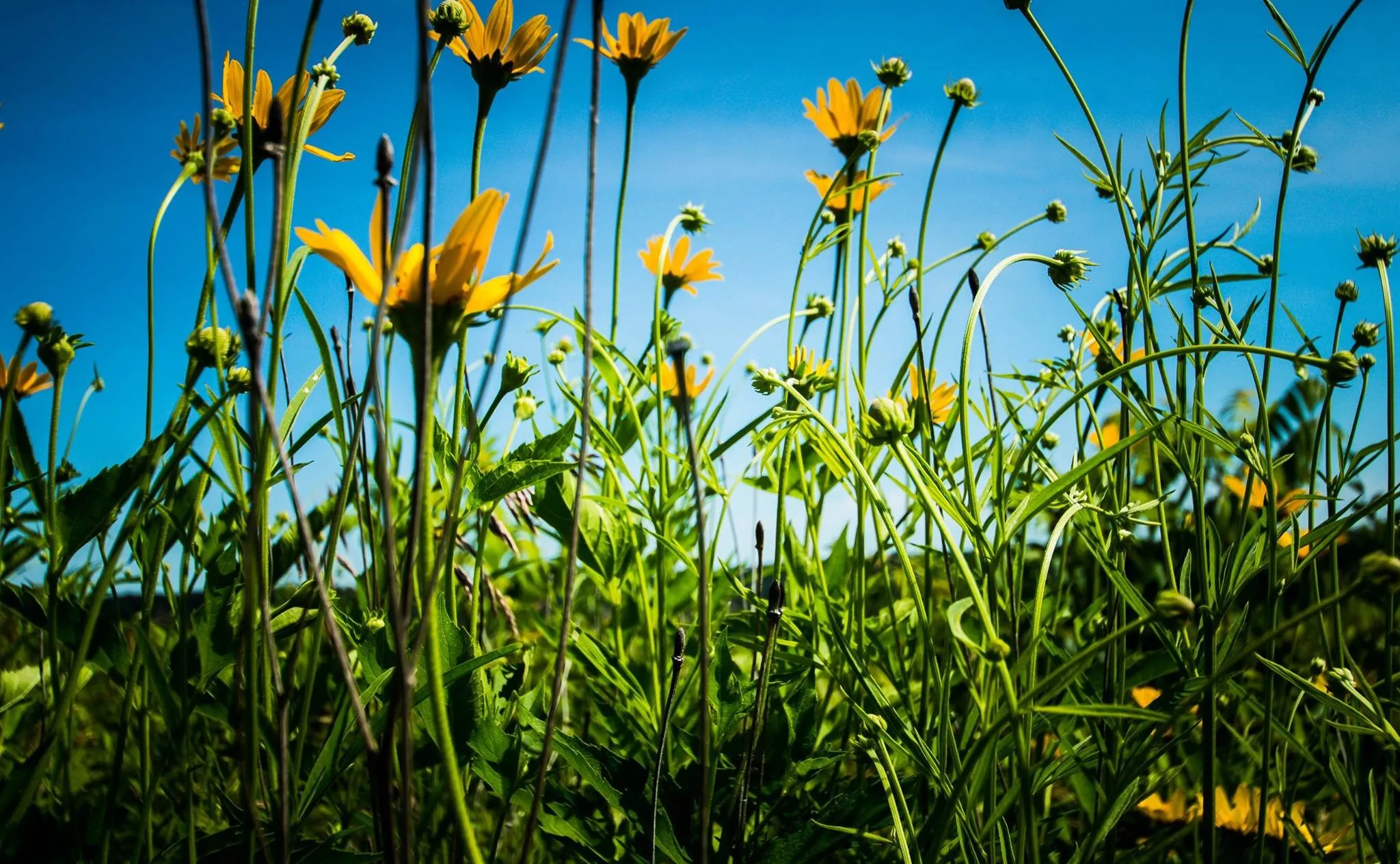 Yellow Wildflowers