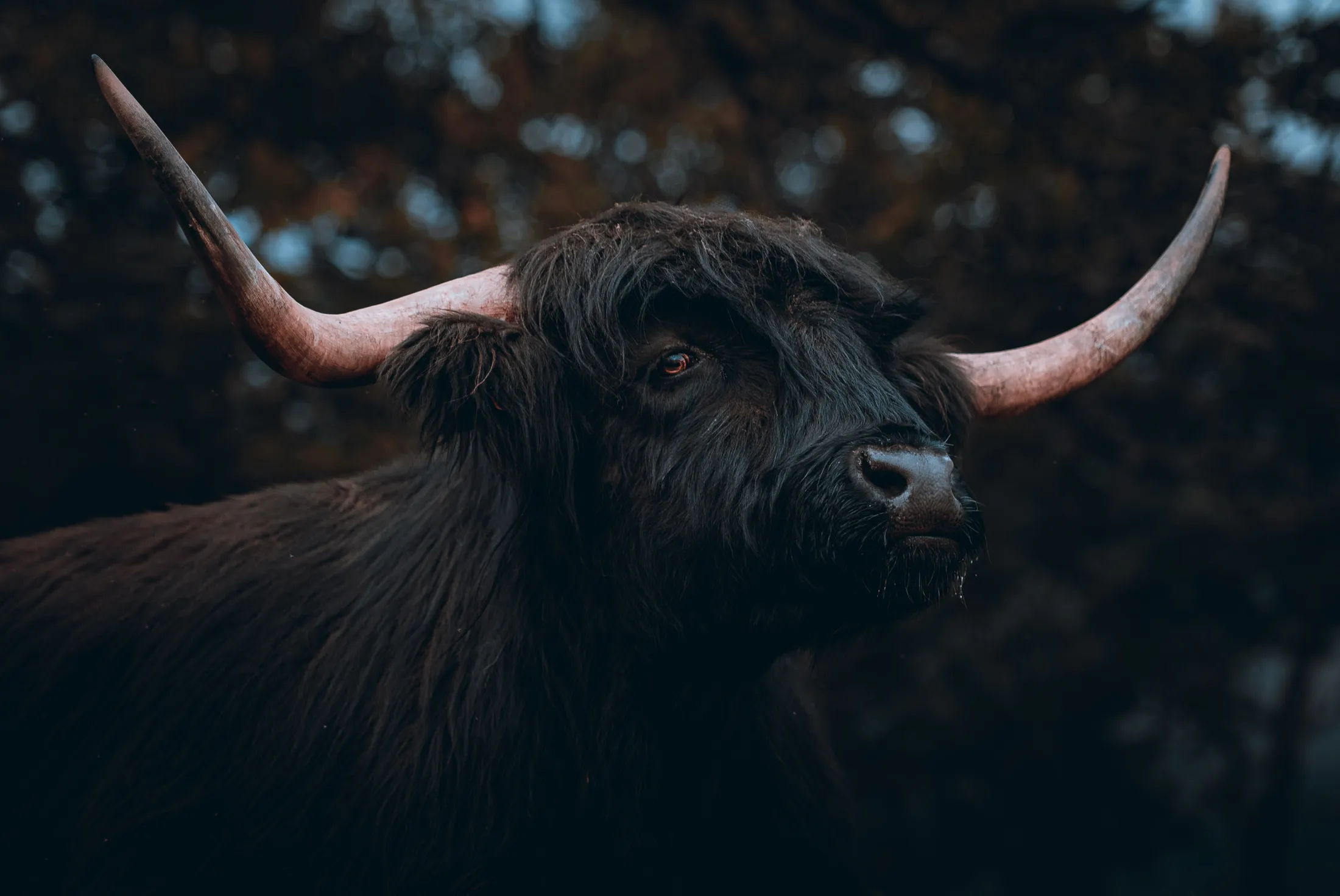 Highland Cow 🏴󠁧󠁢󠁳󠁣󠁴󠁿