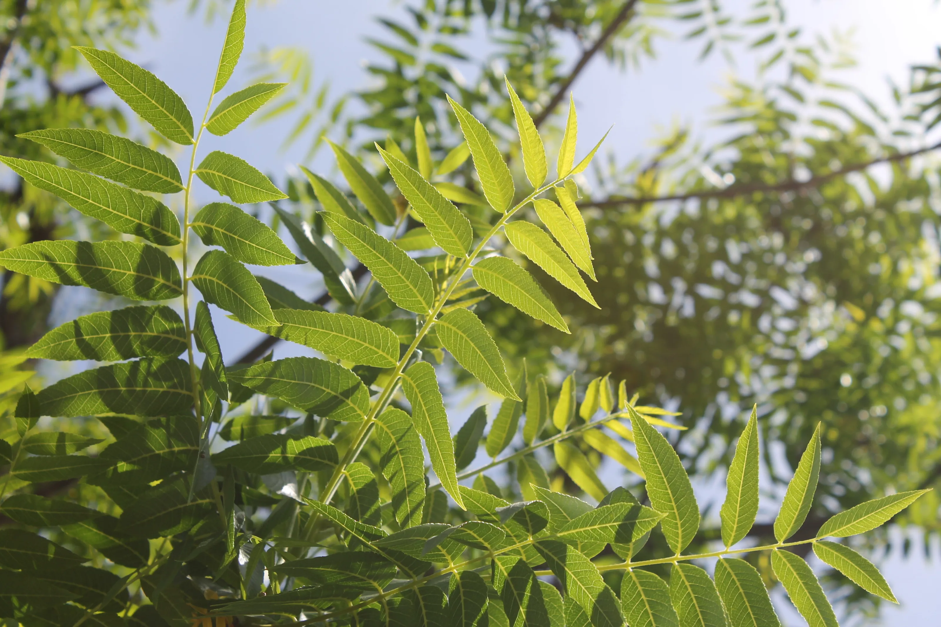 green paradise