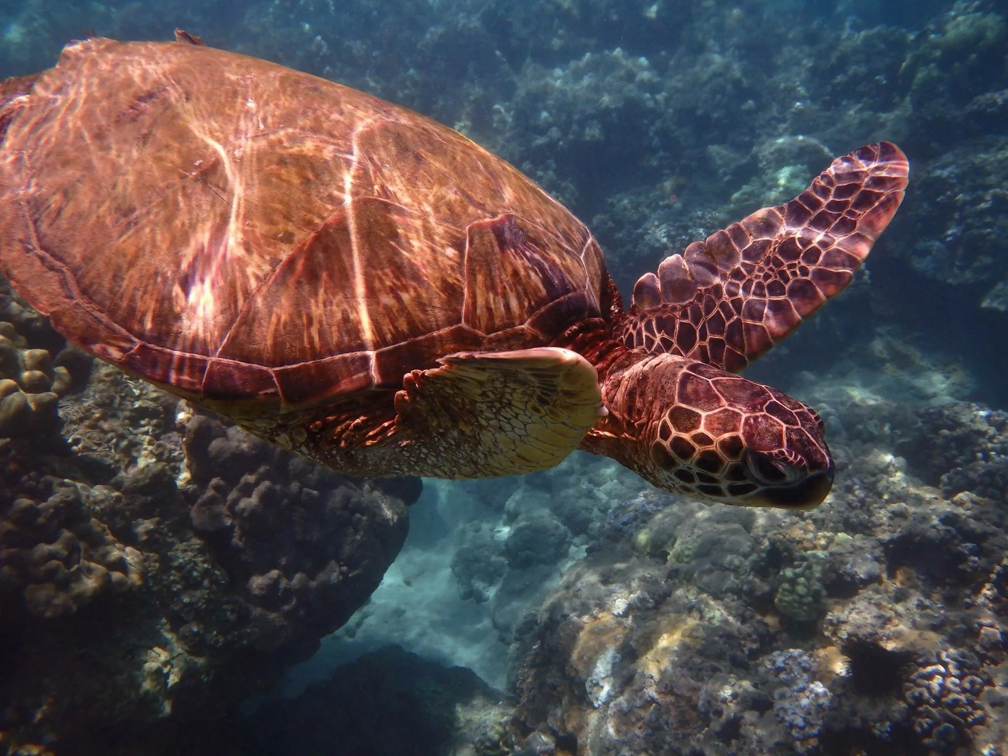 Sea Turtle Tales