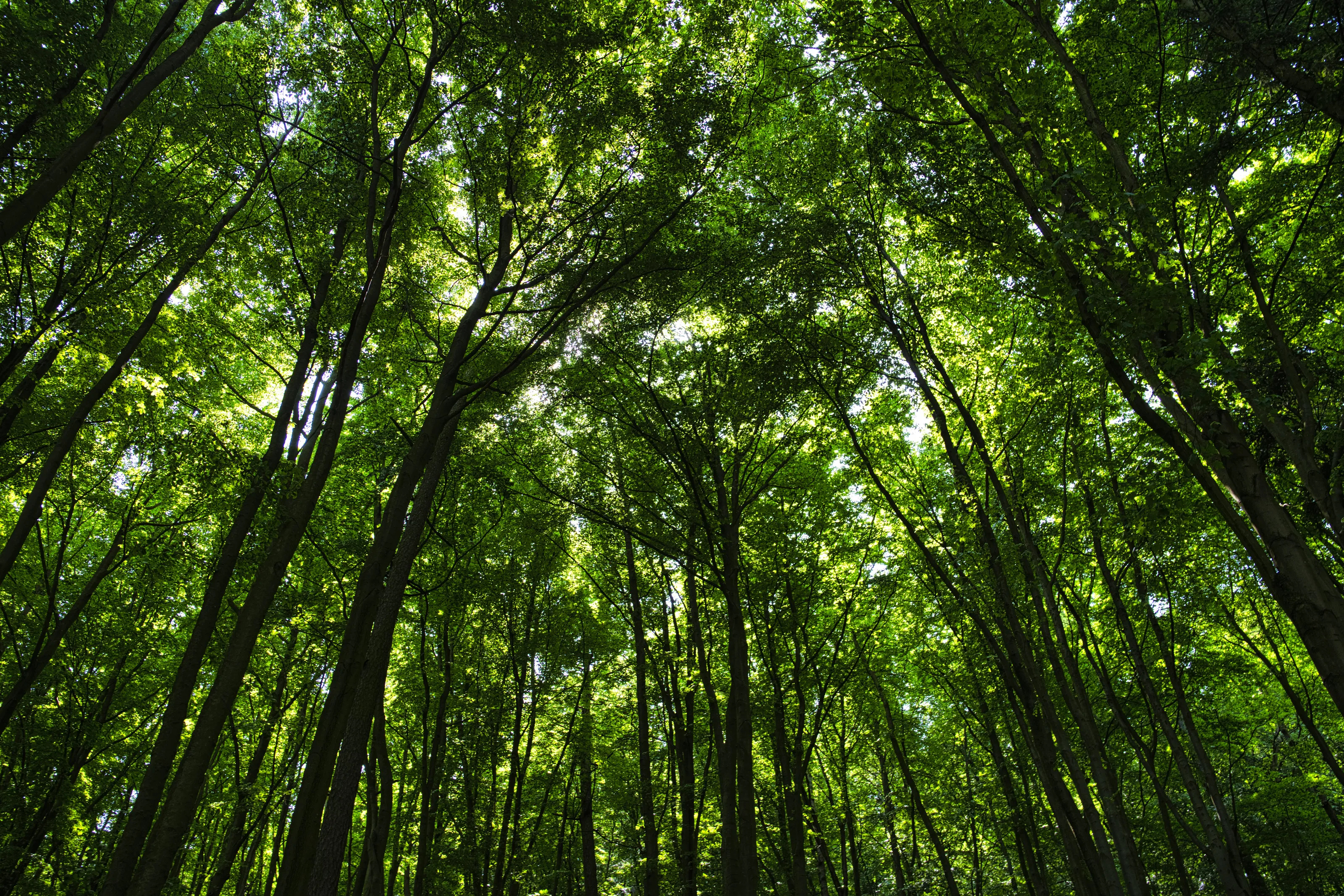 Forest above caves