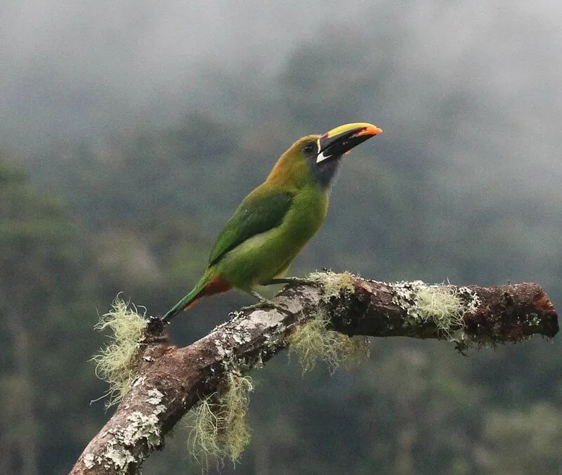 Emerald Toucanet