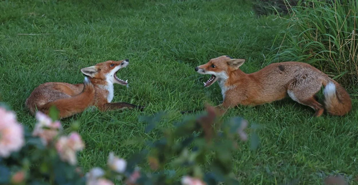 Entry 18670527