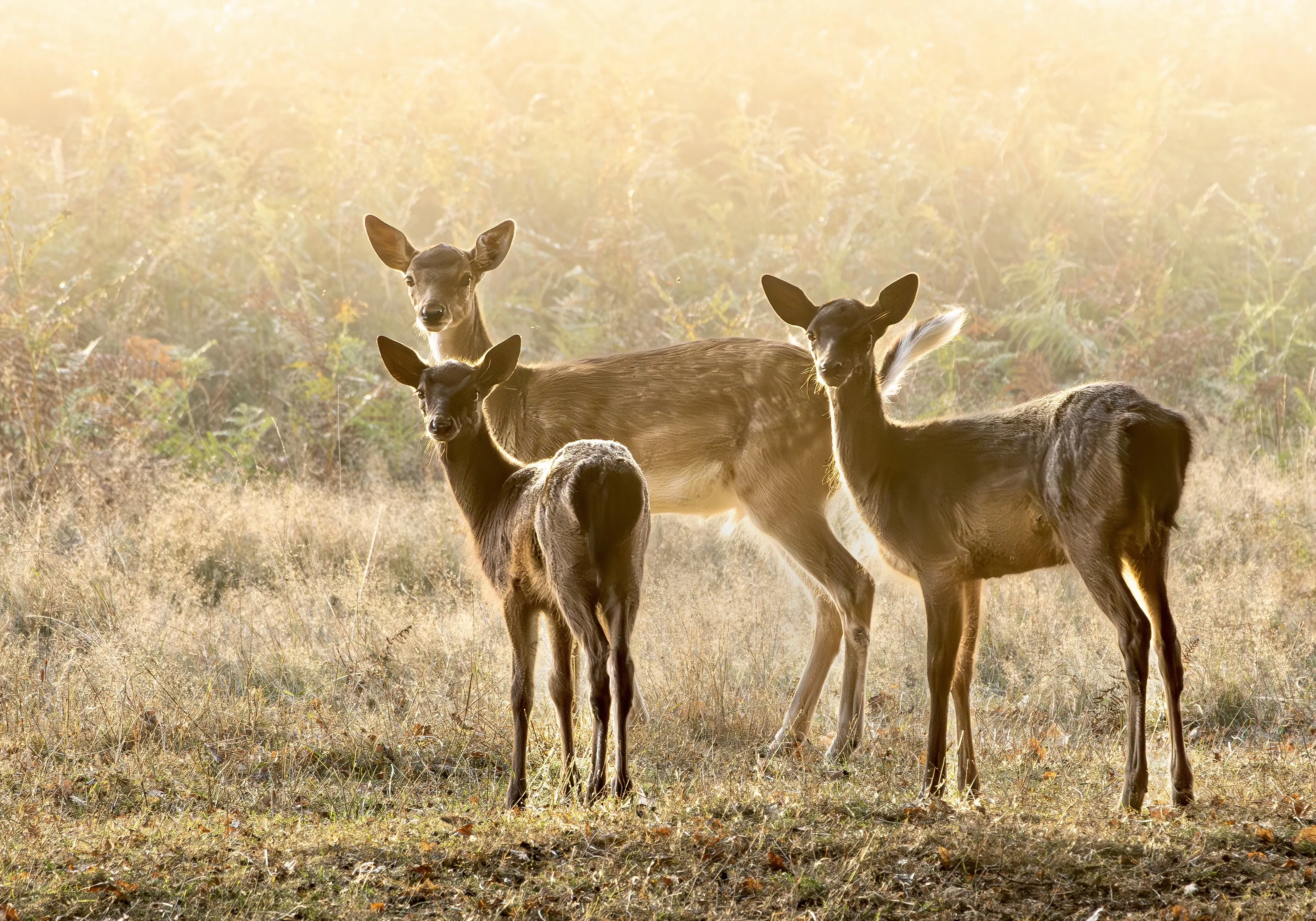 Early morning light