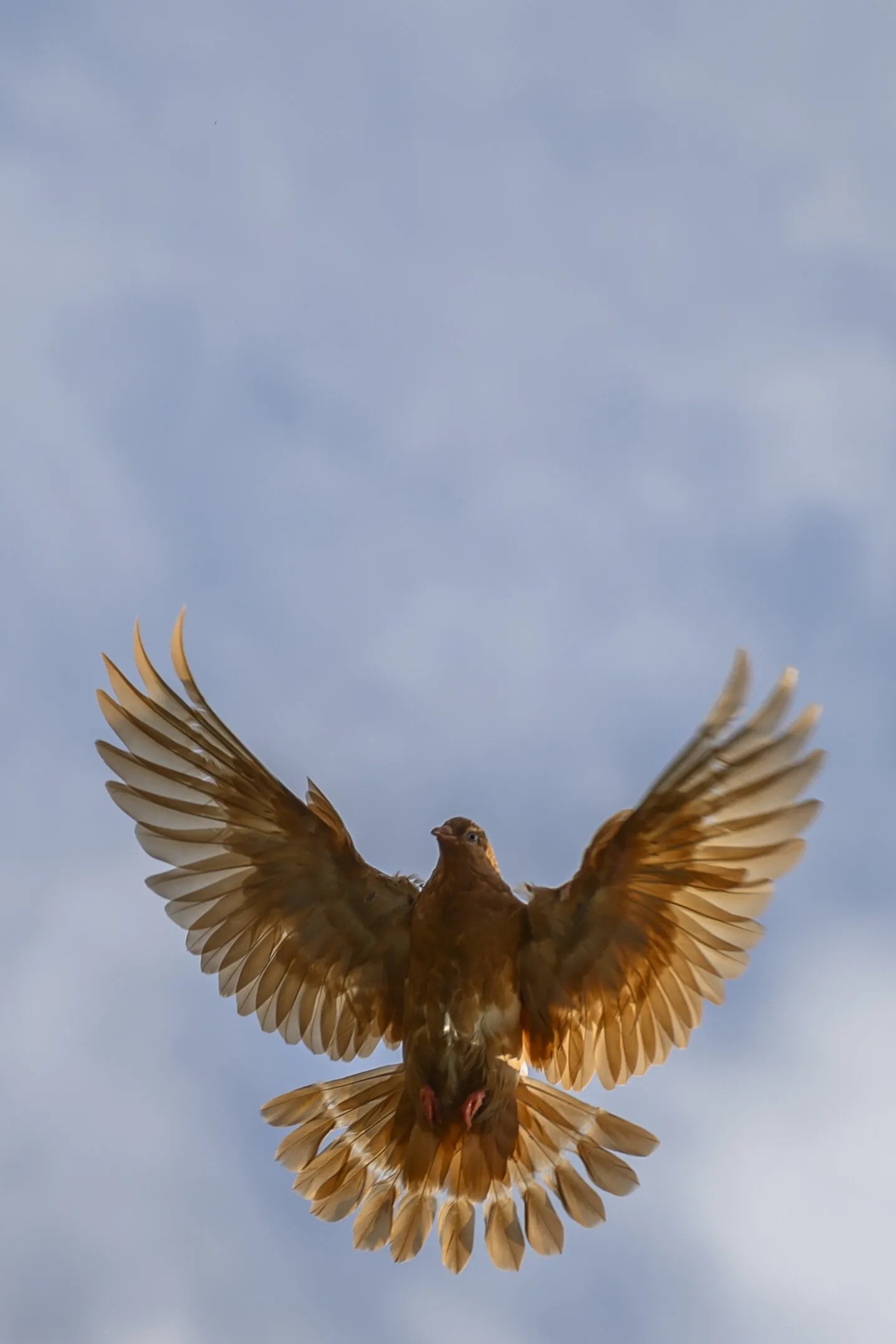 Brown pigeon