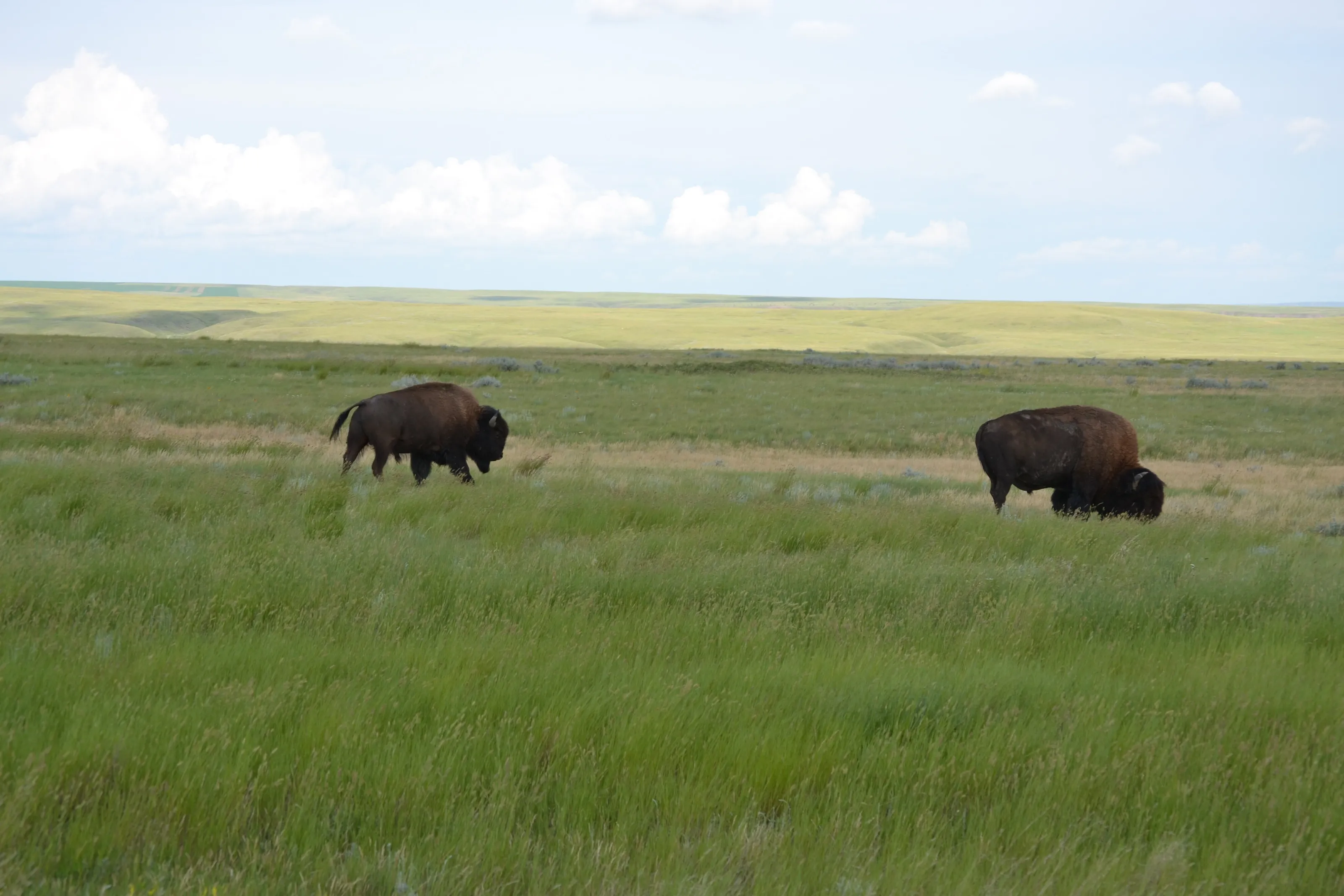 The grasslands.
