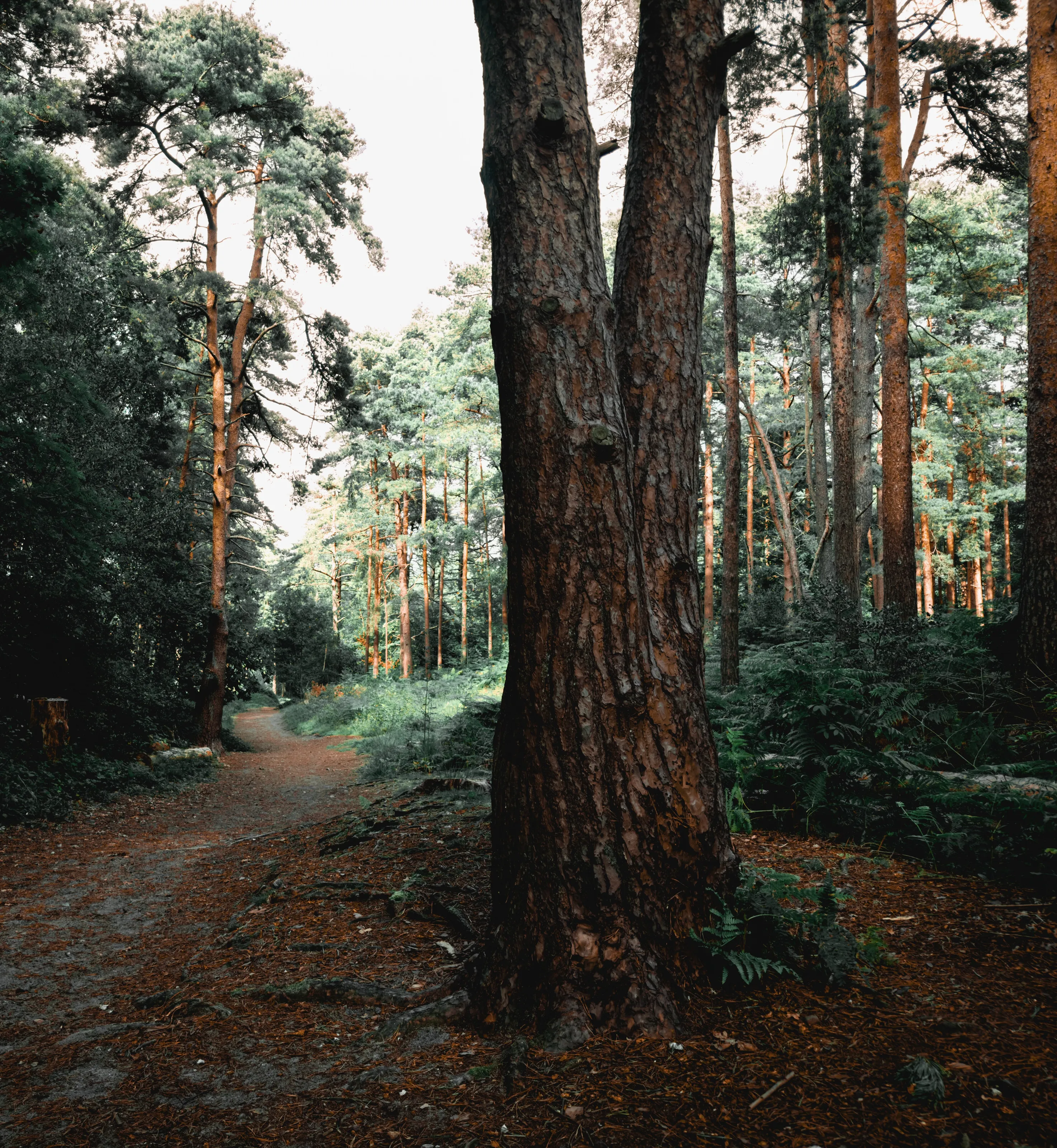 Woods of colour