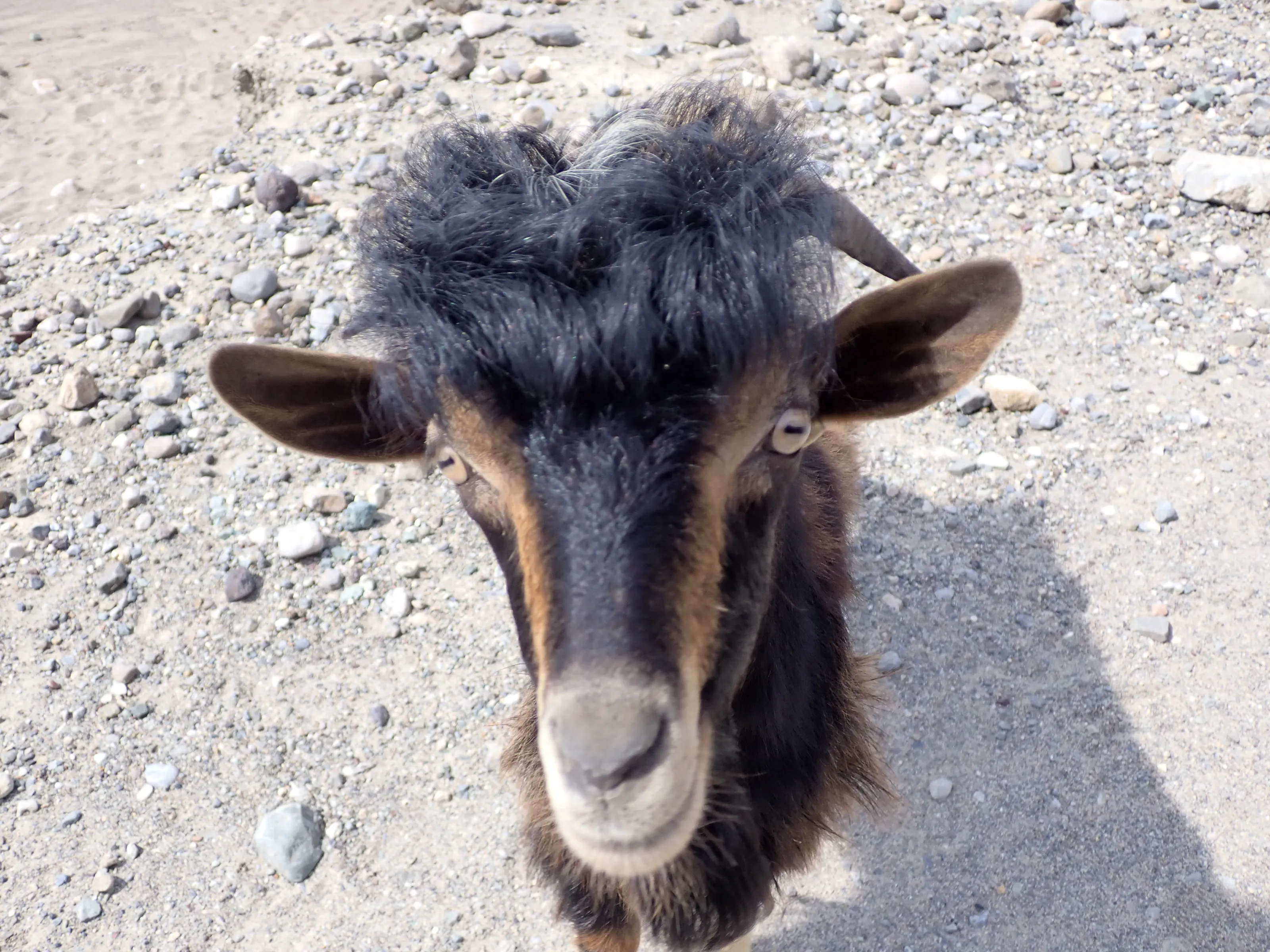 Greece’s Island Goat