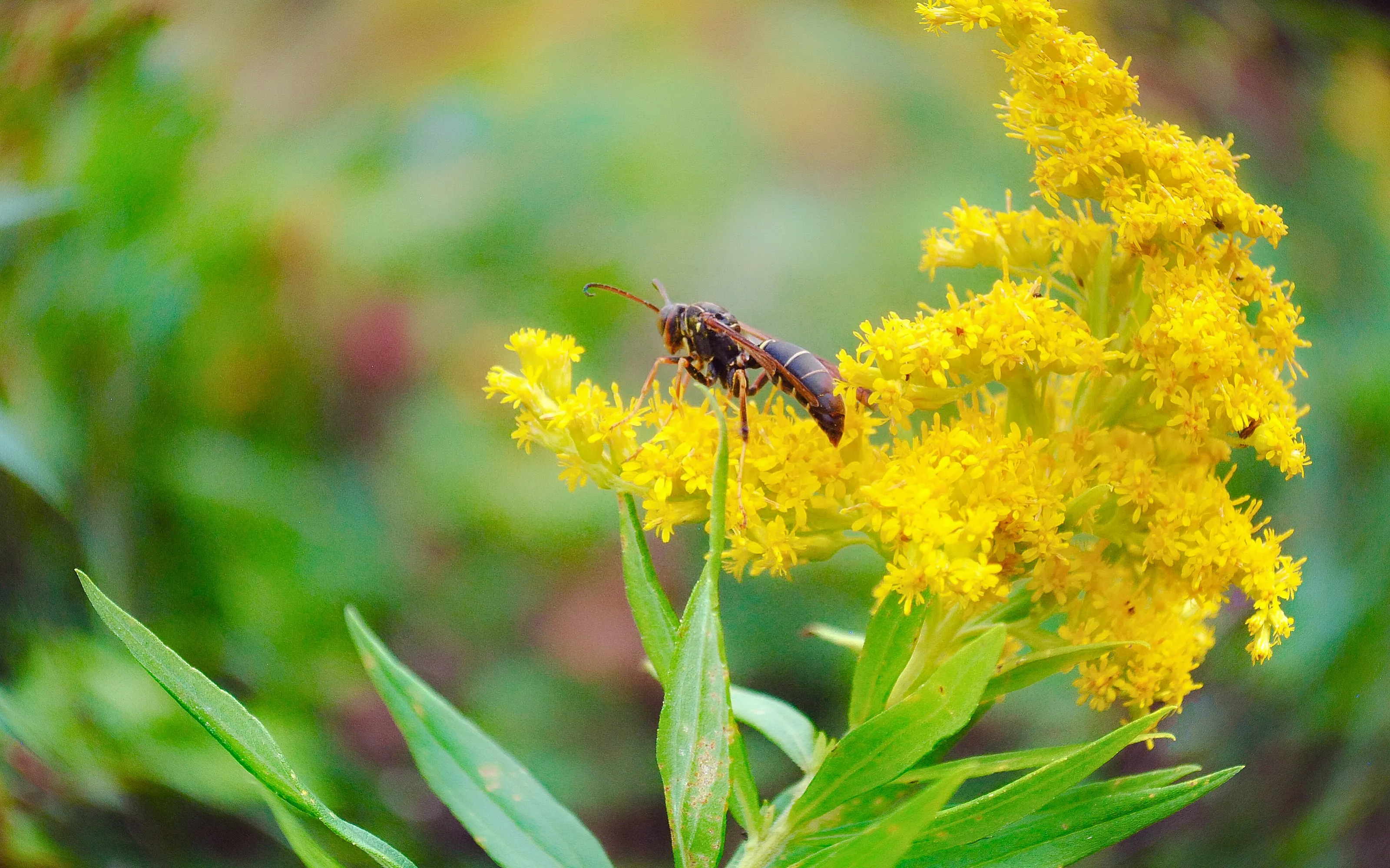 Just an insect living its life!