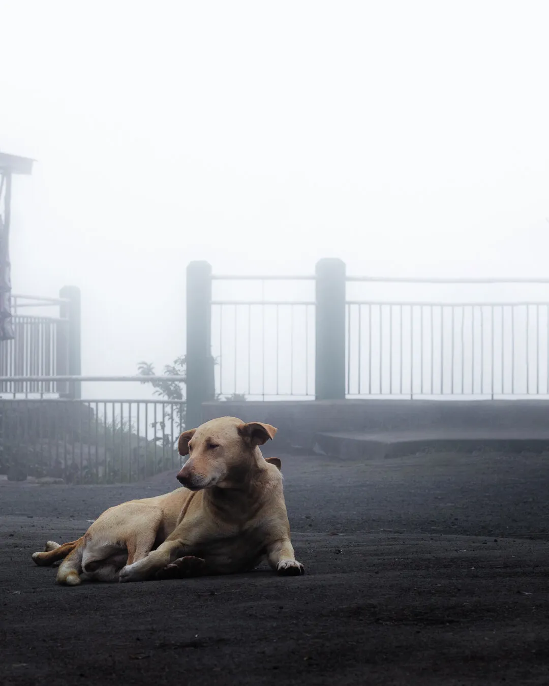 Doggo in the mist