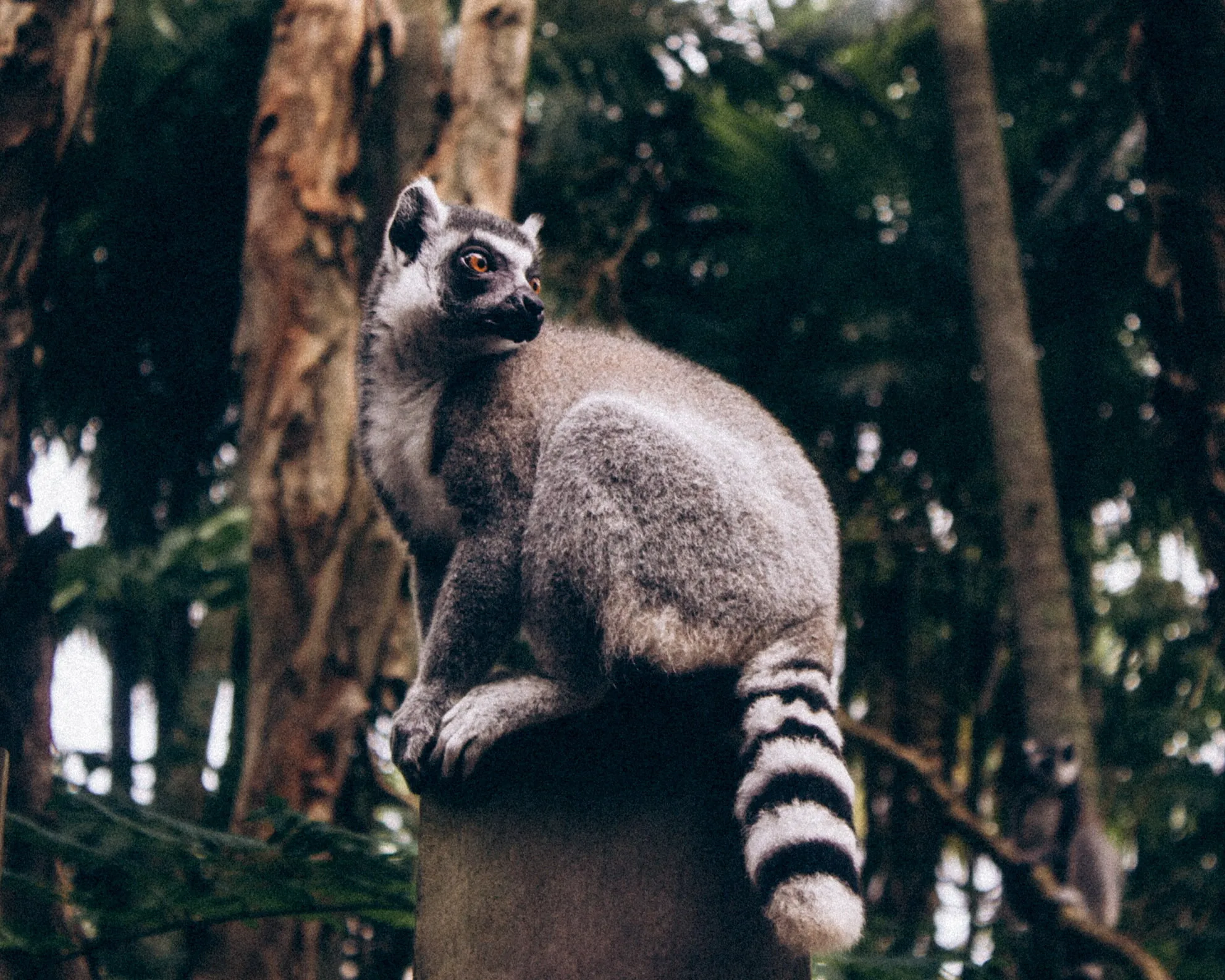 Wild Heart of a Concrete Jungle