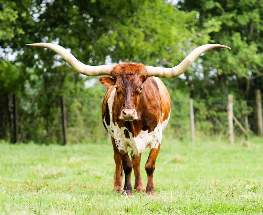 Texas Longhorn Bugs