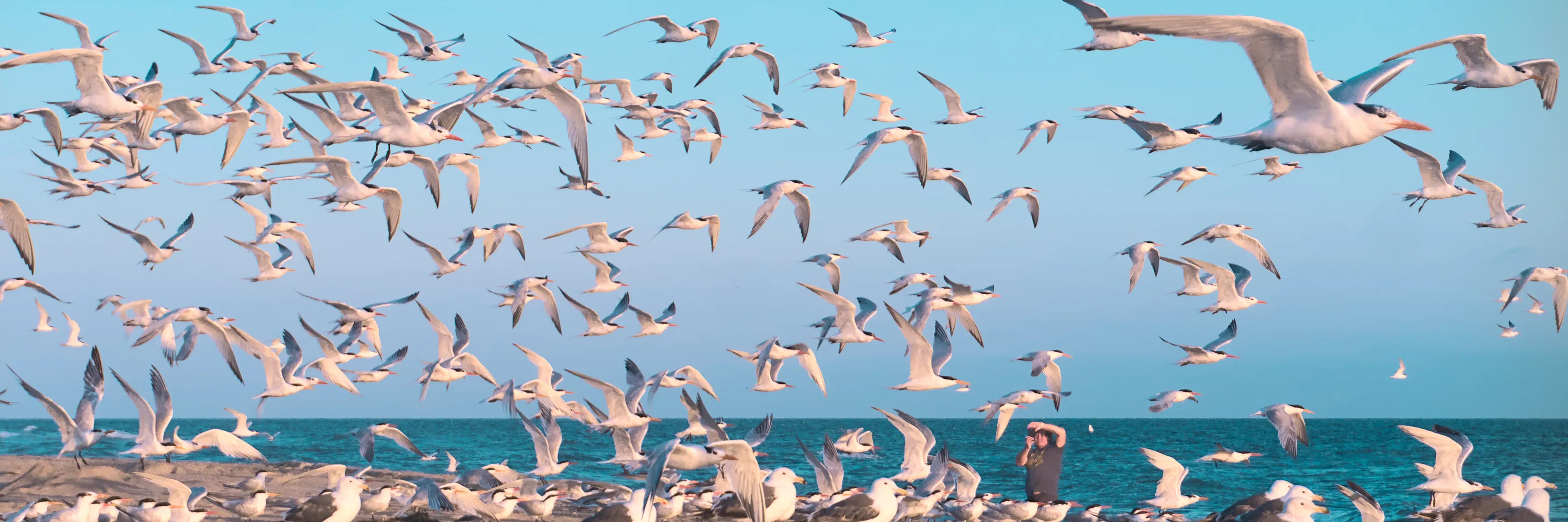 birds in chaos