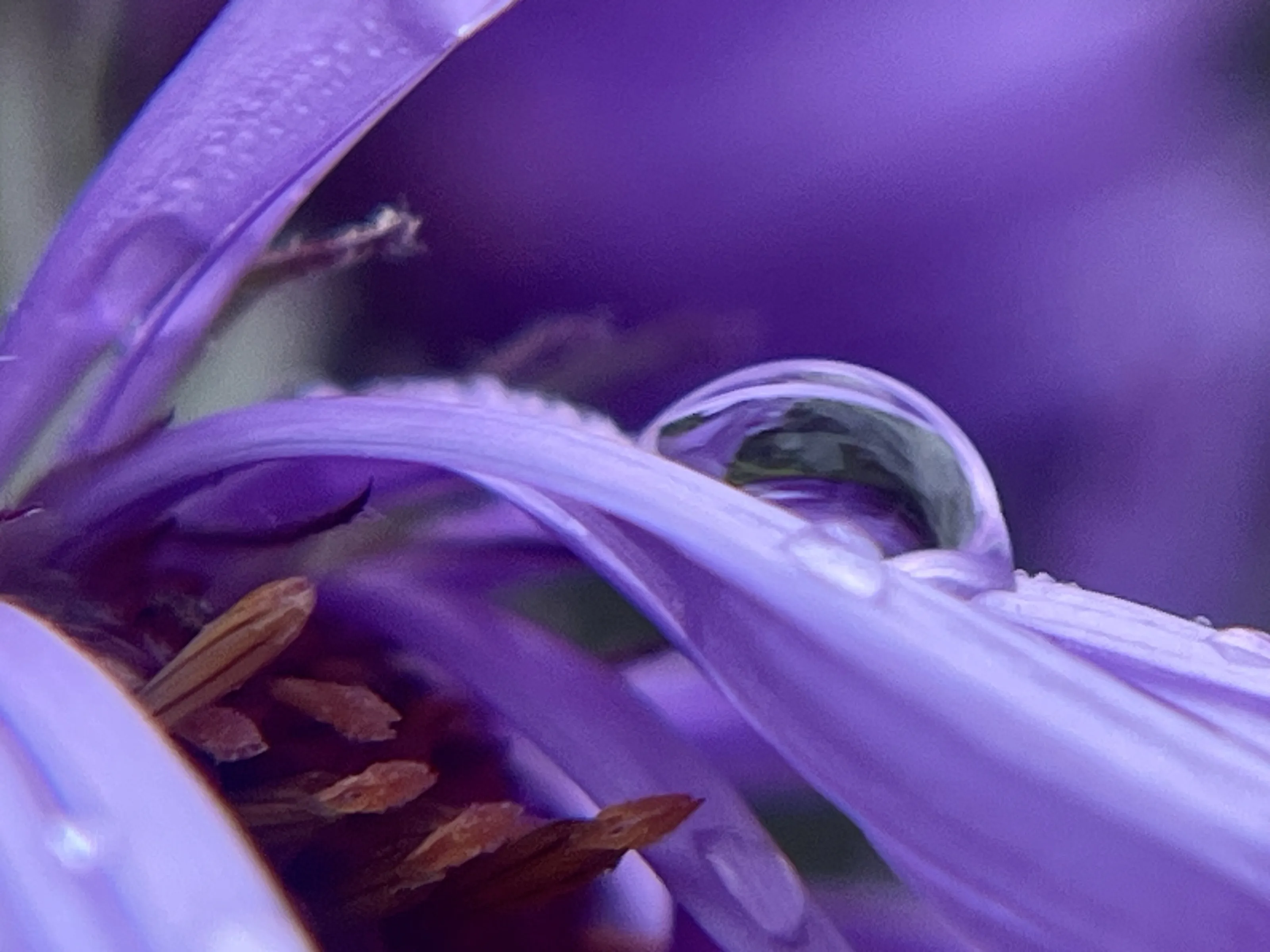 Curvy Purple Aster and Water World