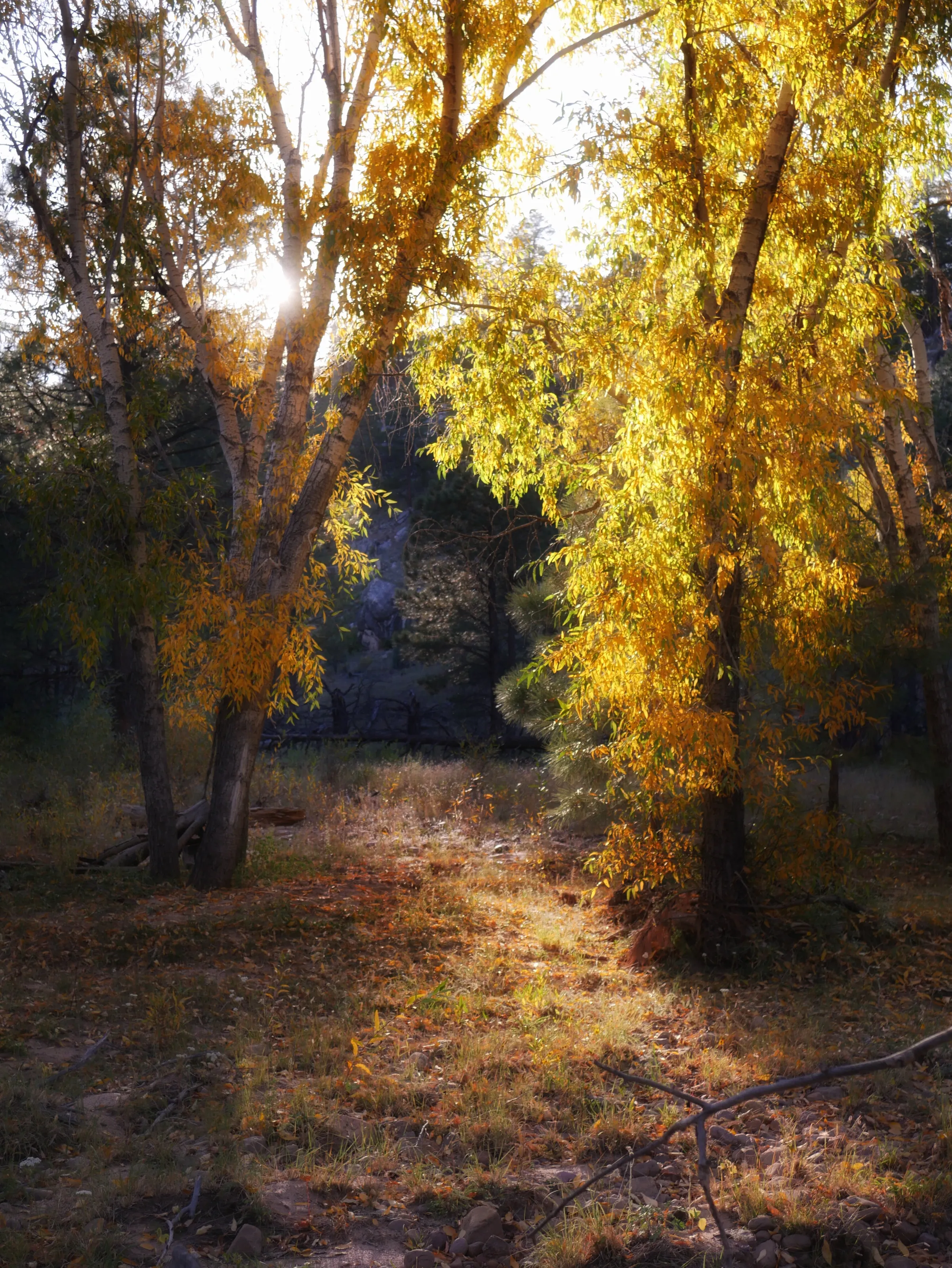 Willows in The Forest
