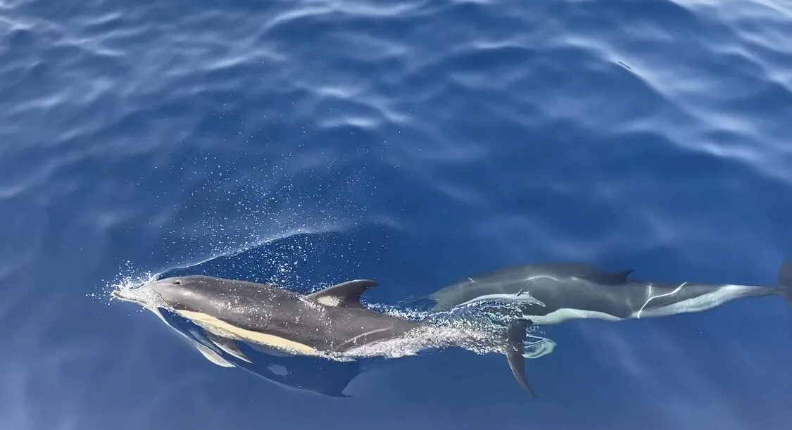 Entry 18020384