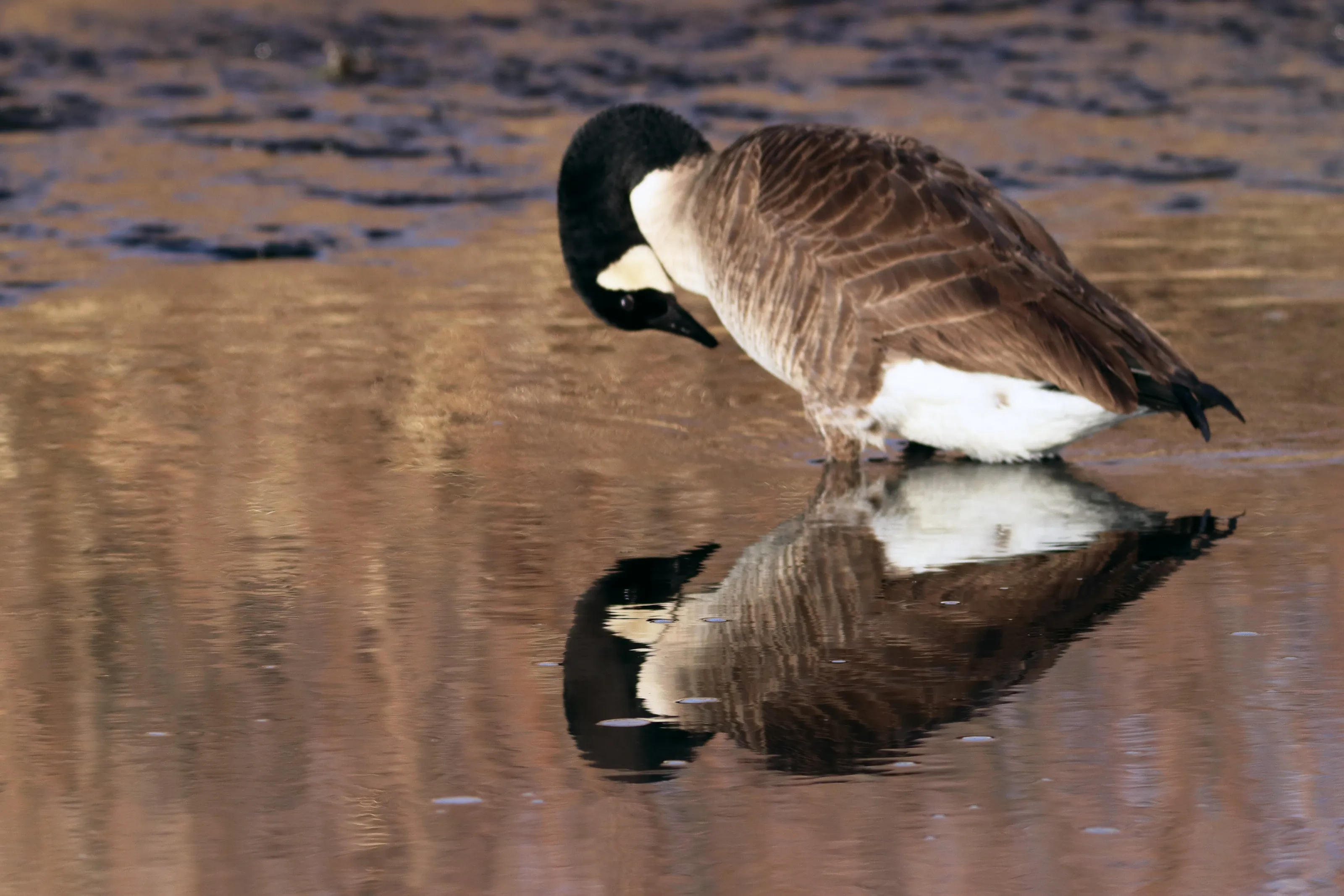 Reflection