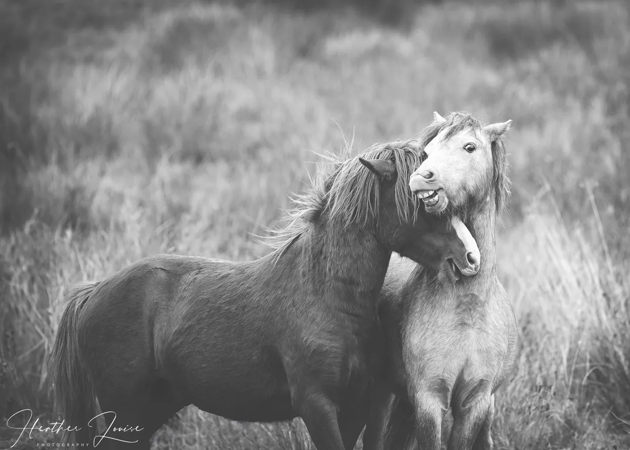 Entry 18042864