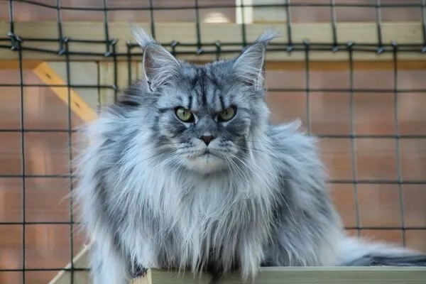 Indy Looking Serious