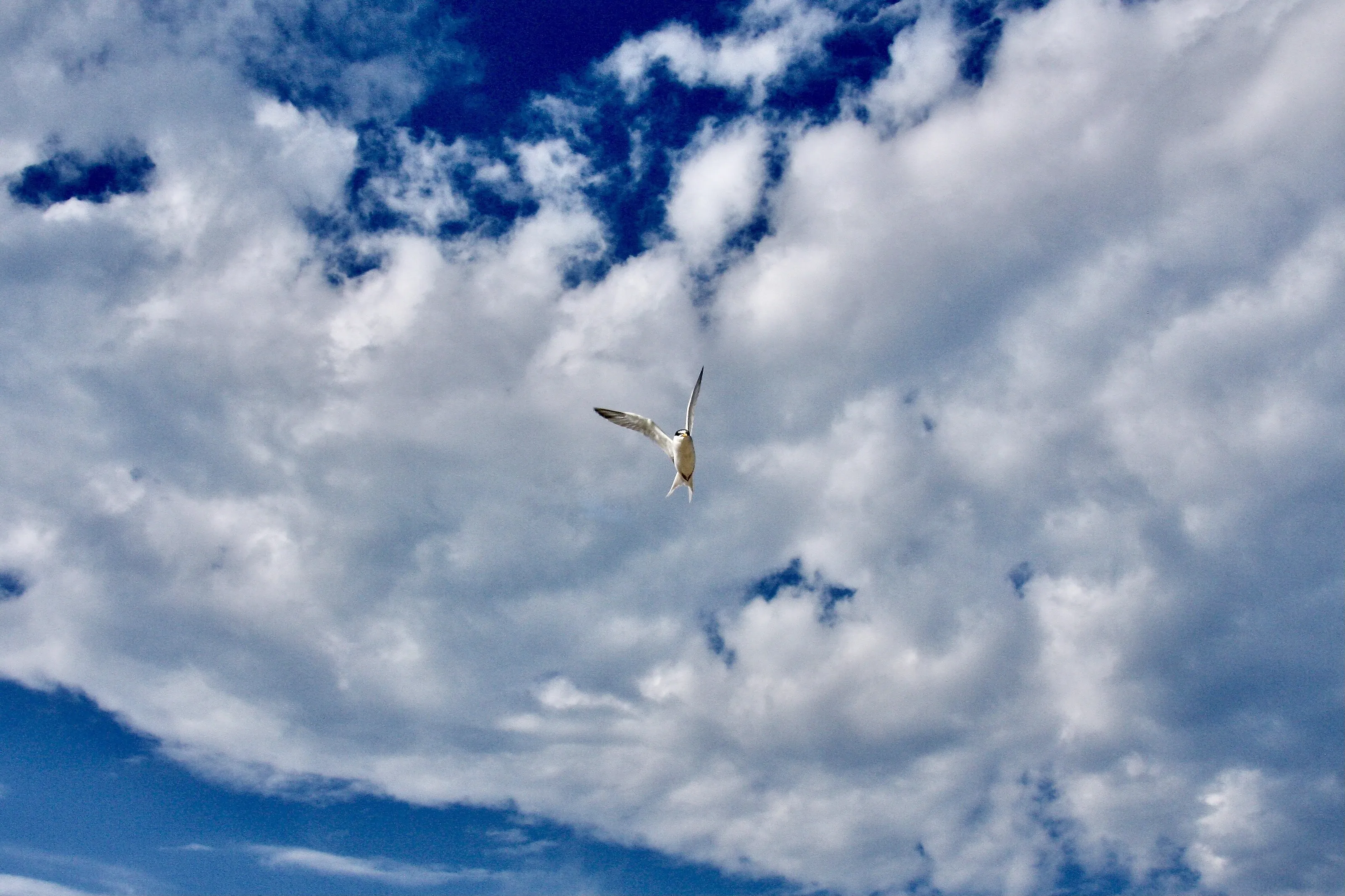 Flight