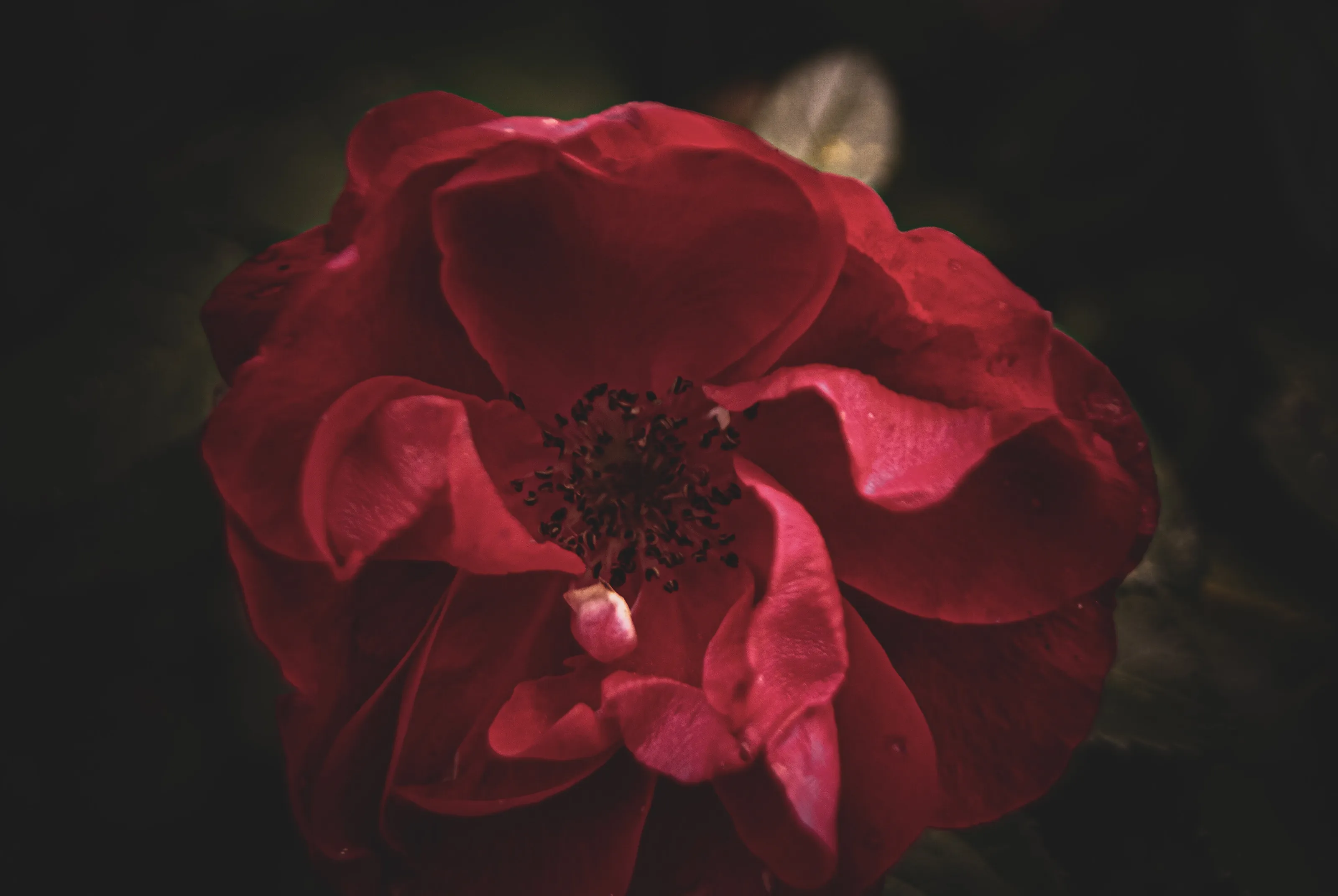 Red Rose in Full Bloom