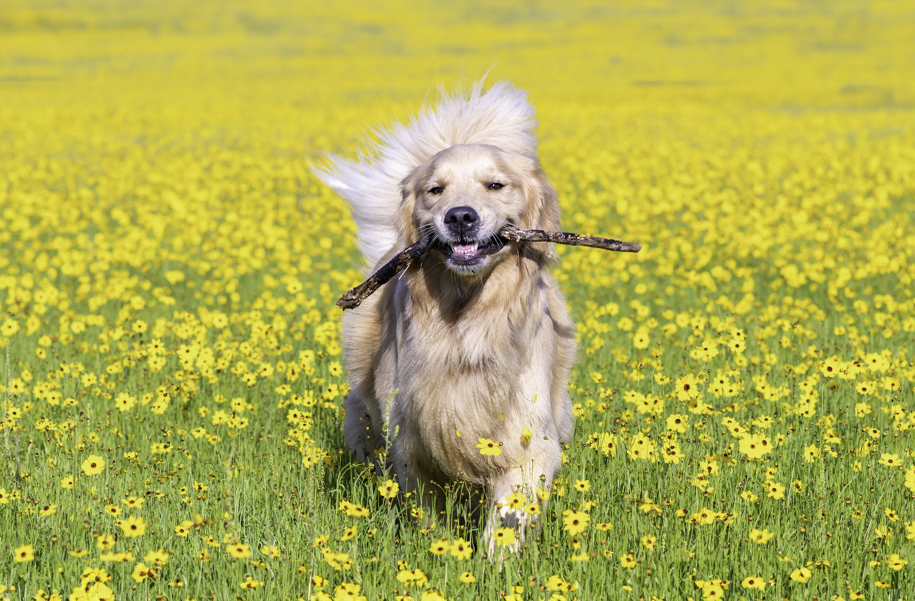 Willow the Golden Retriever