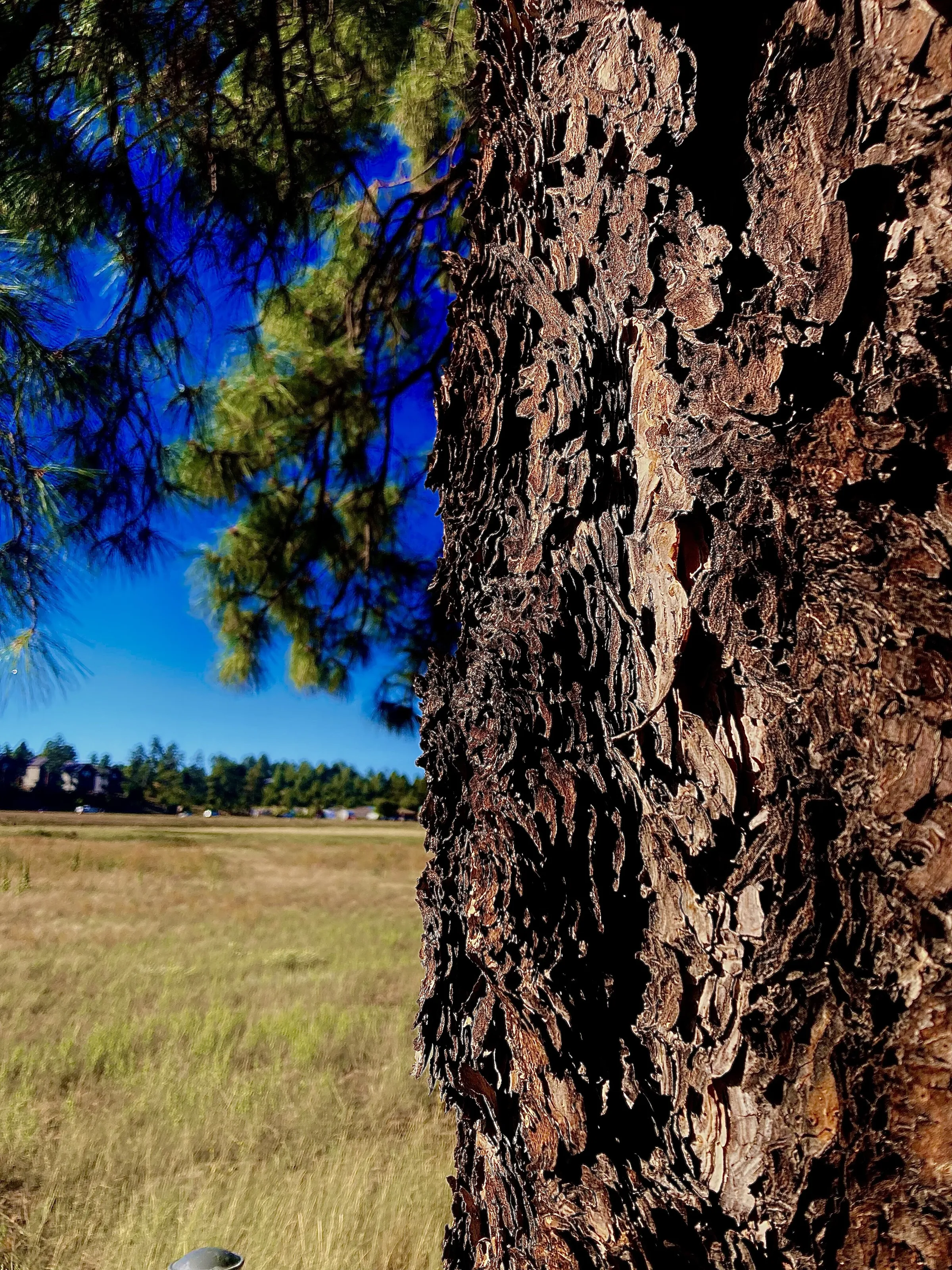 Ponderosa Pine in White Mountains, Arizona, USA