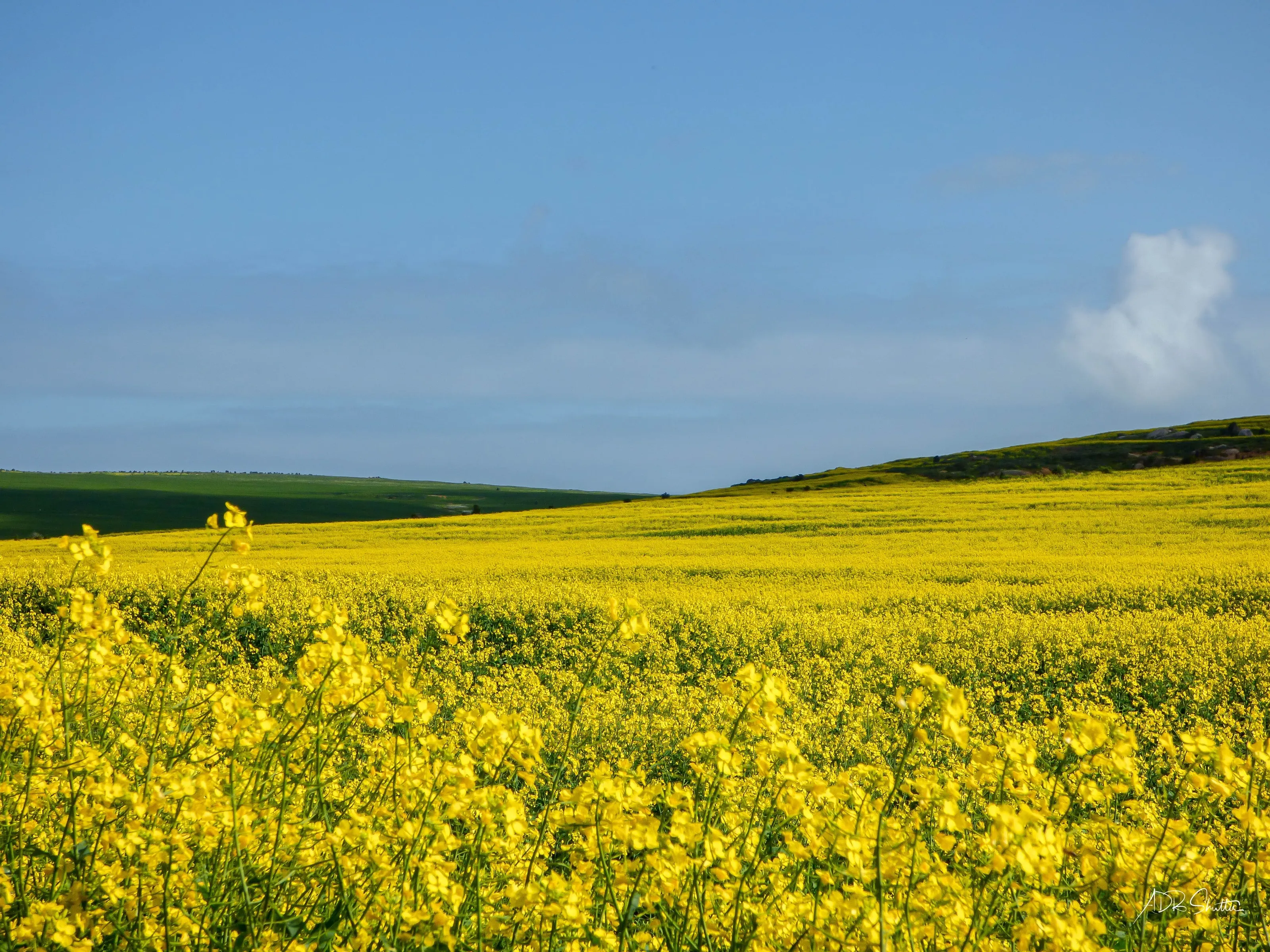 Golden glow of yellow