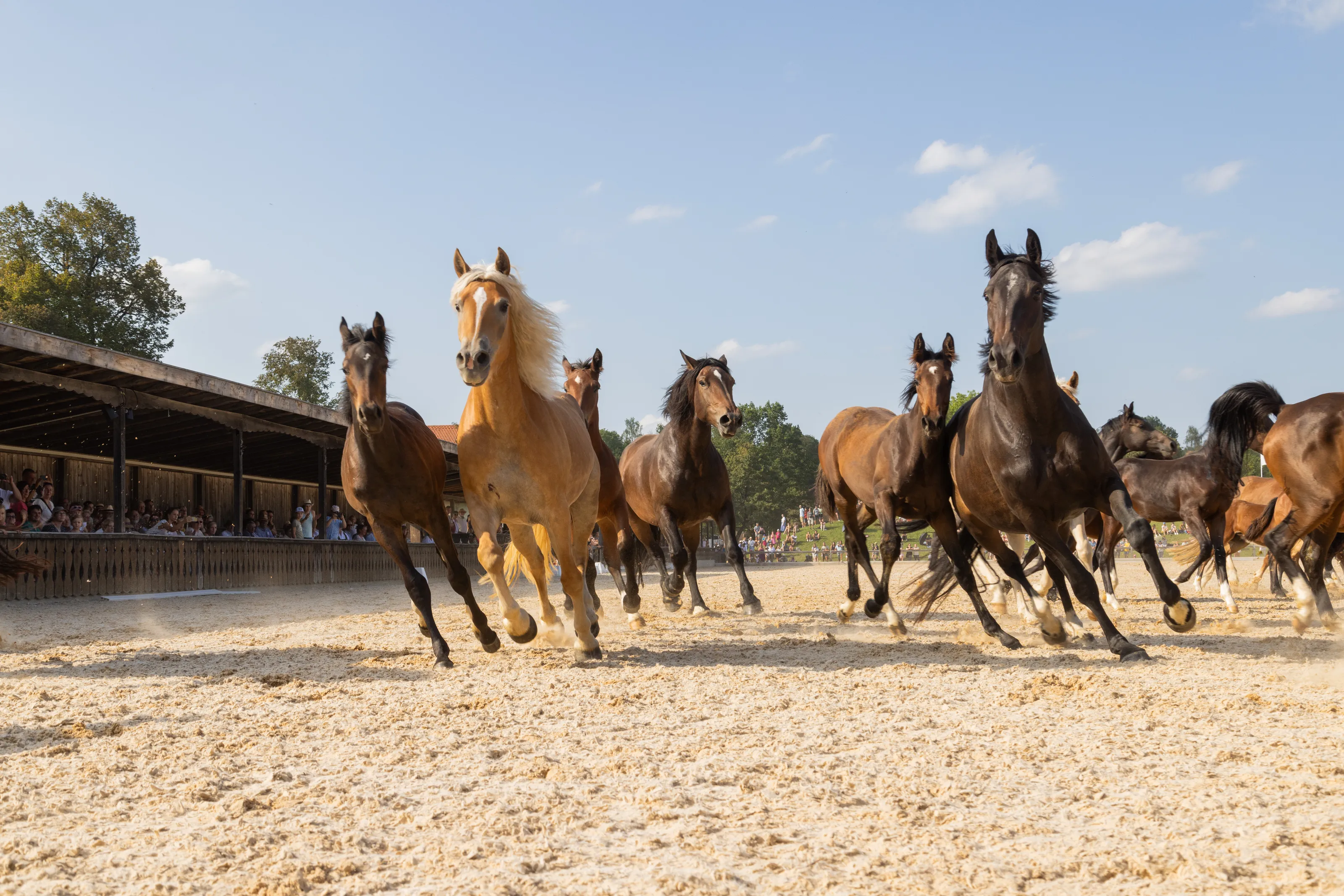 A Herd of Freedom