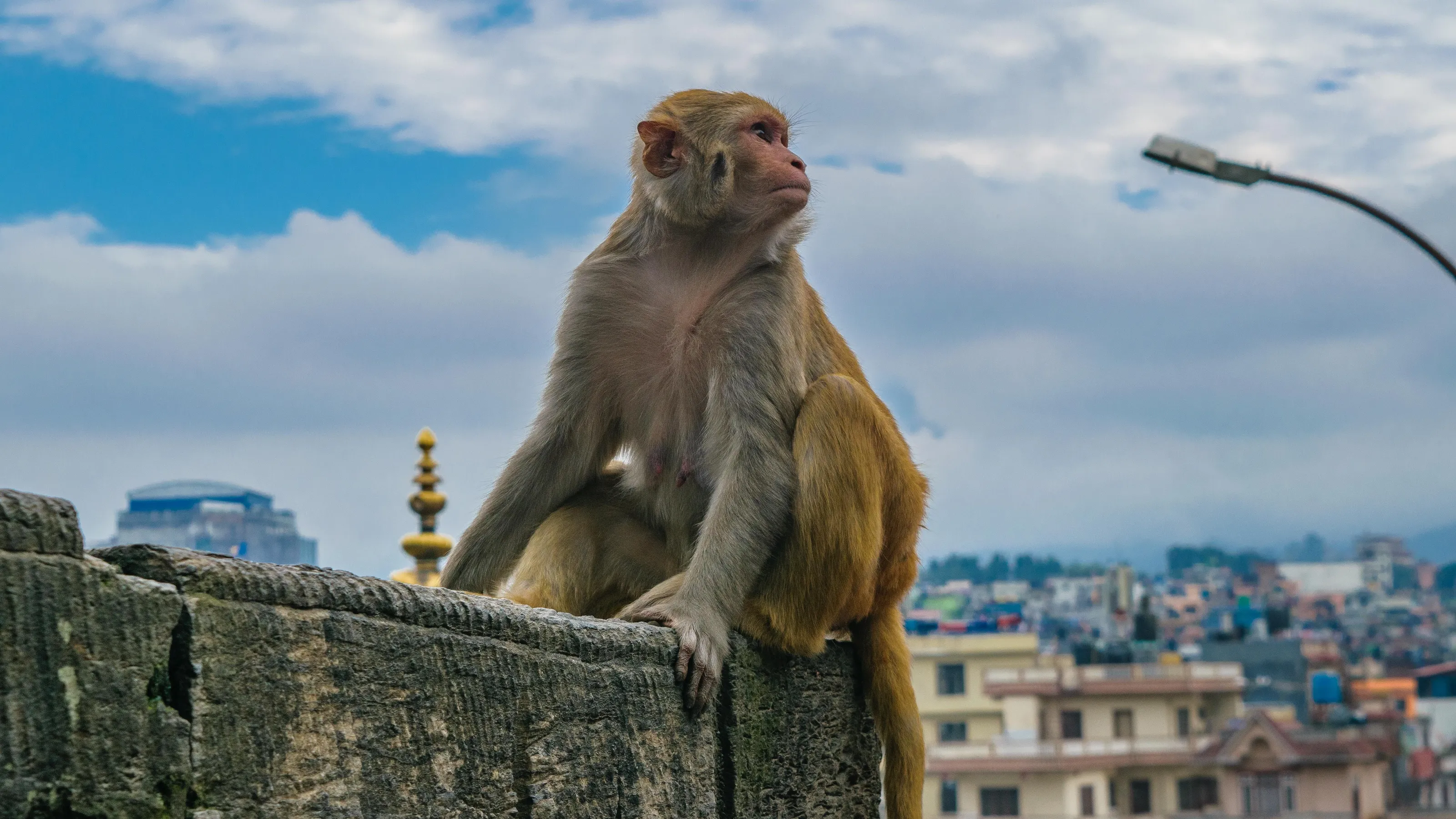 Observing Monkey