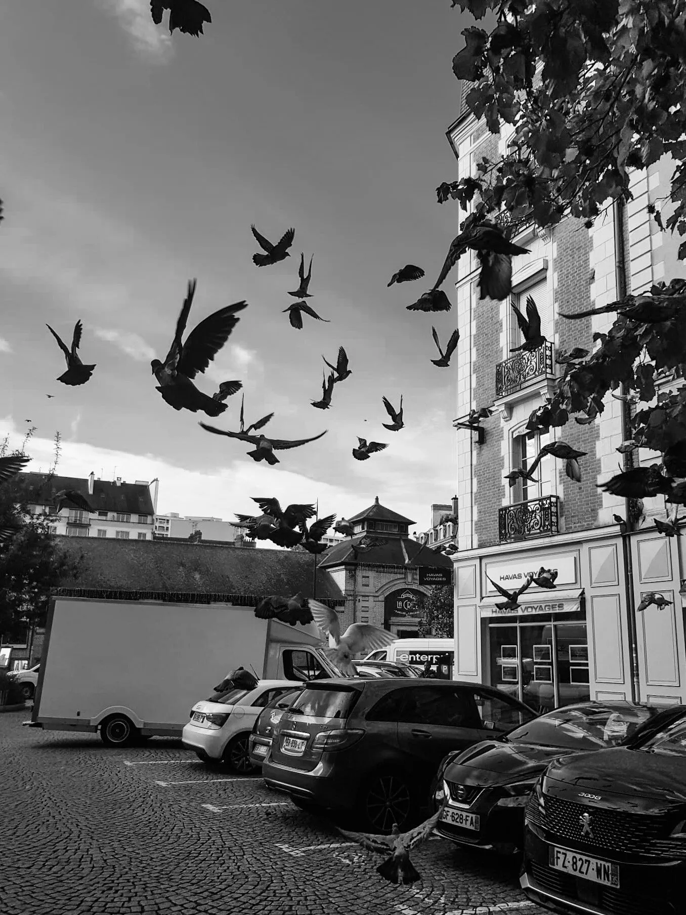 pigeons all over