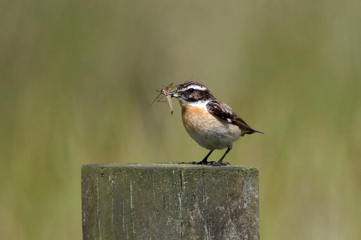 Whinchat