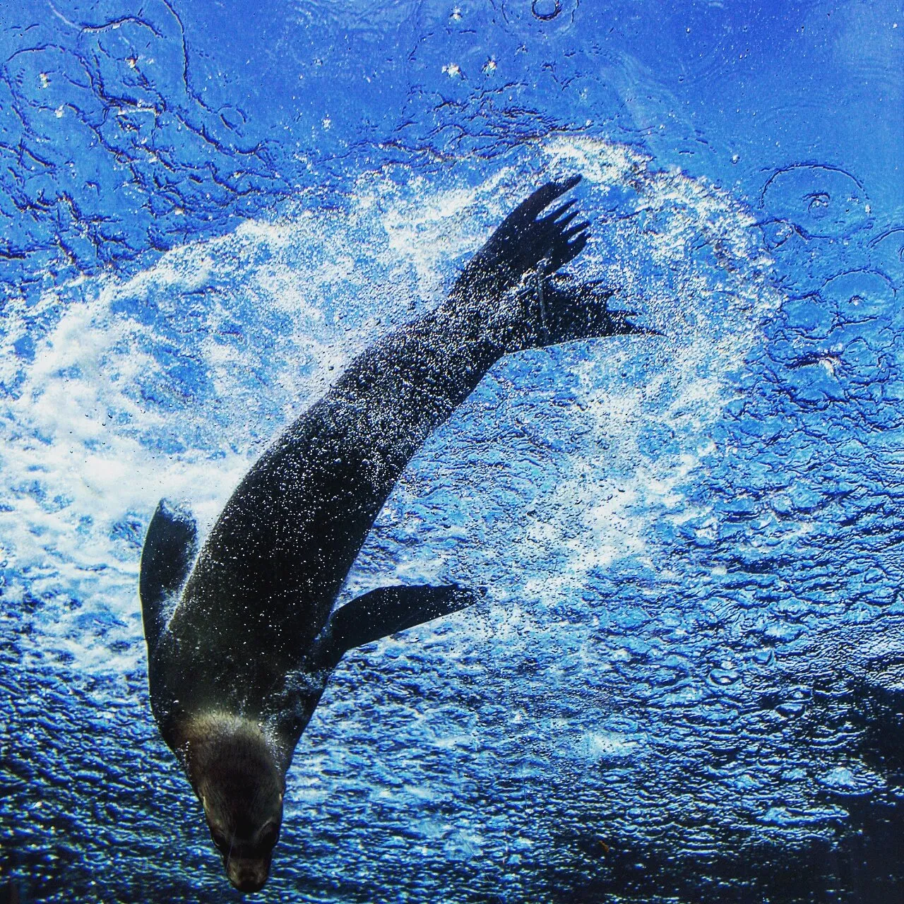 Sea lion