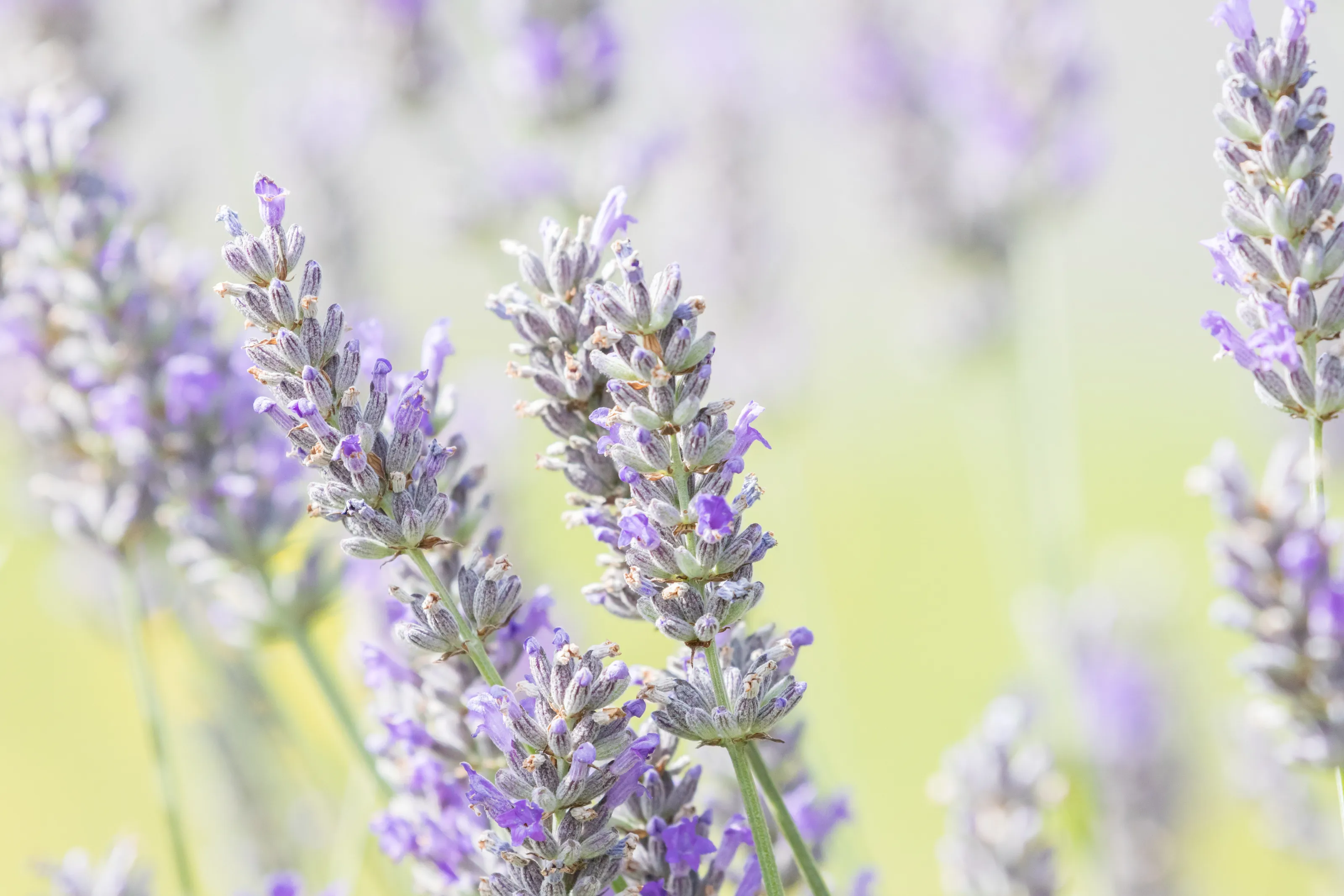 Lavender in Summer
