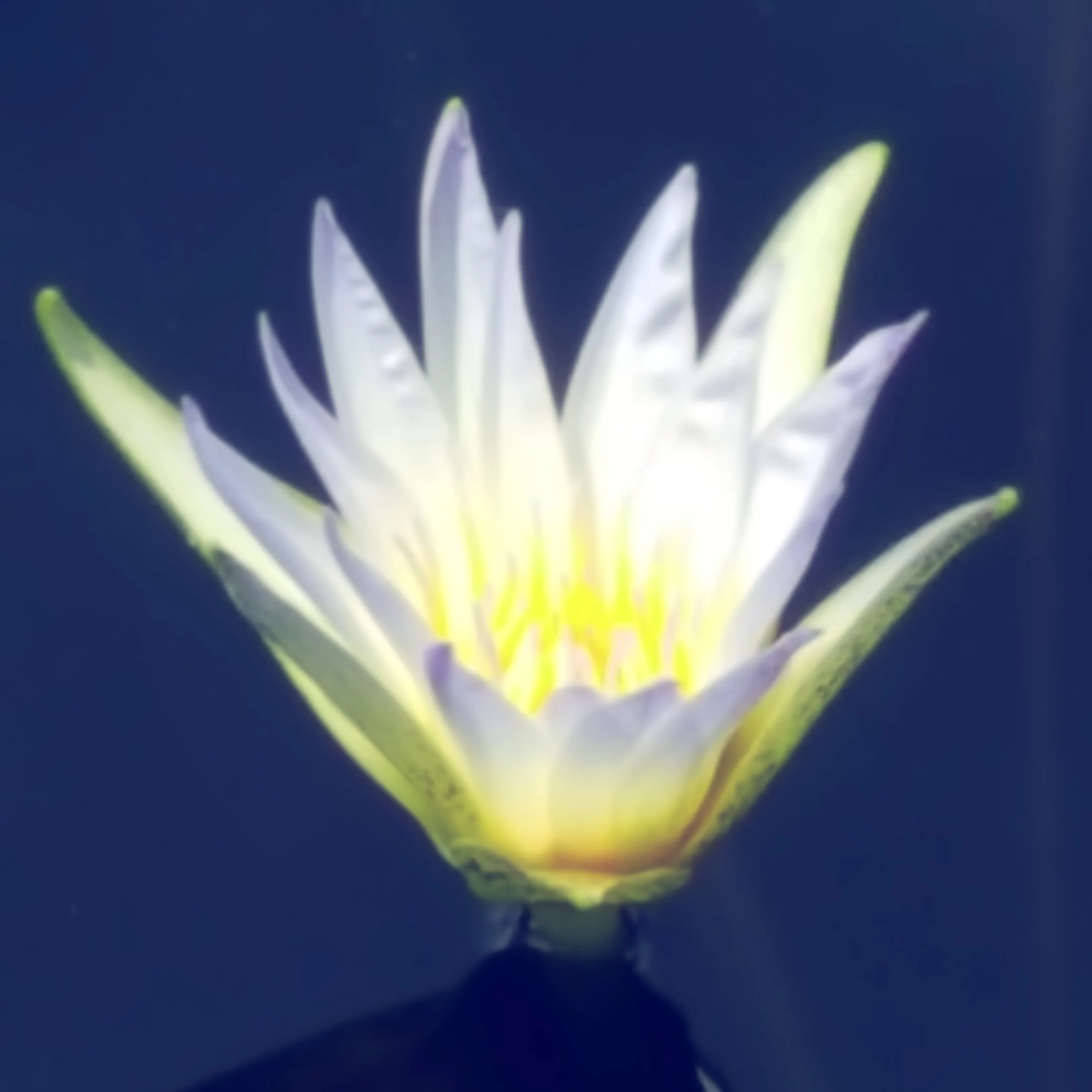 Solo lilly