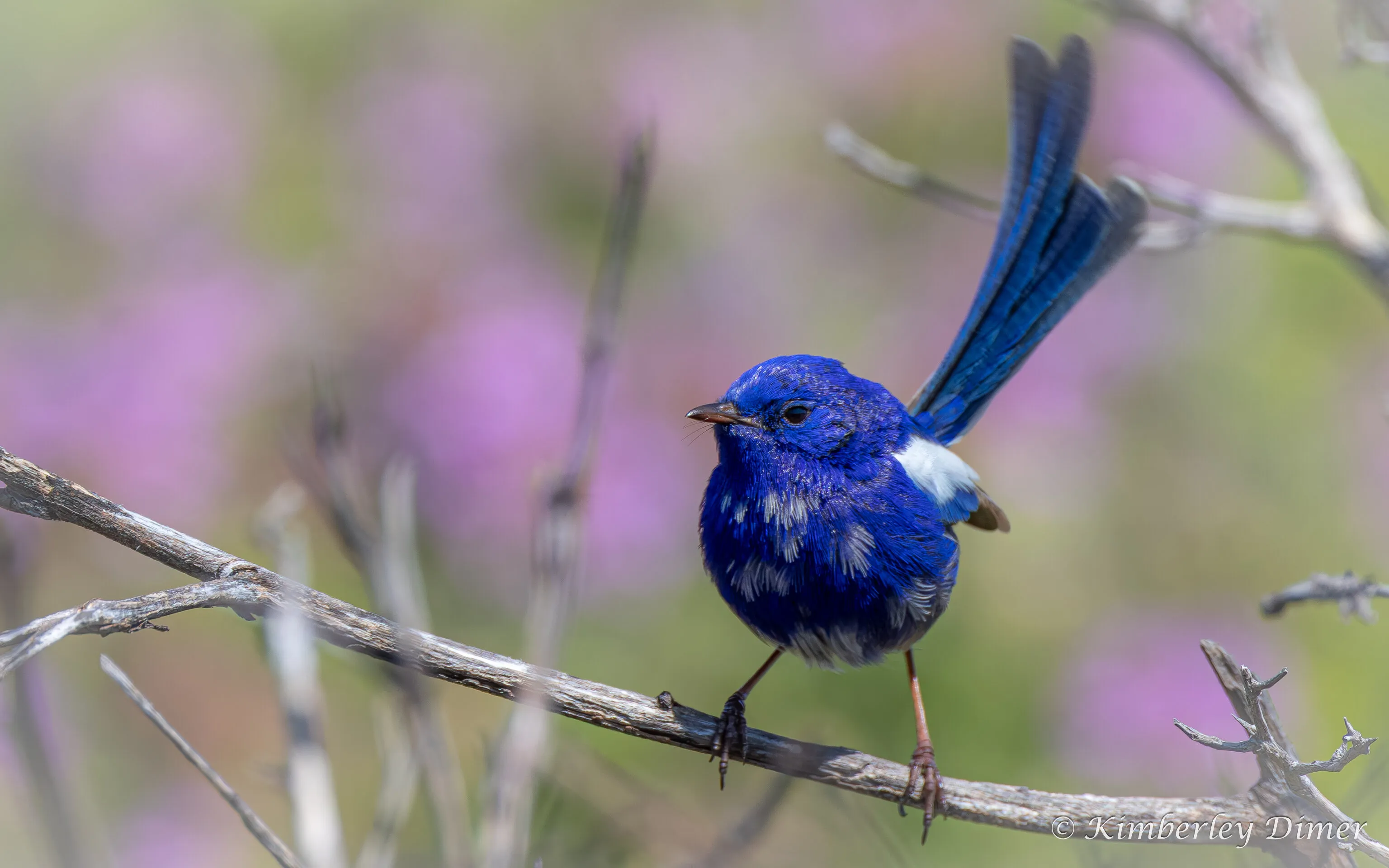 White-Winged Fairywren