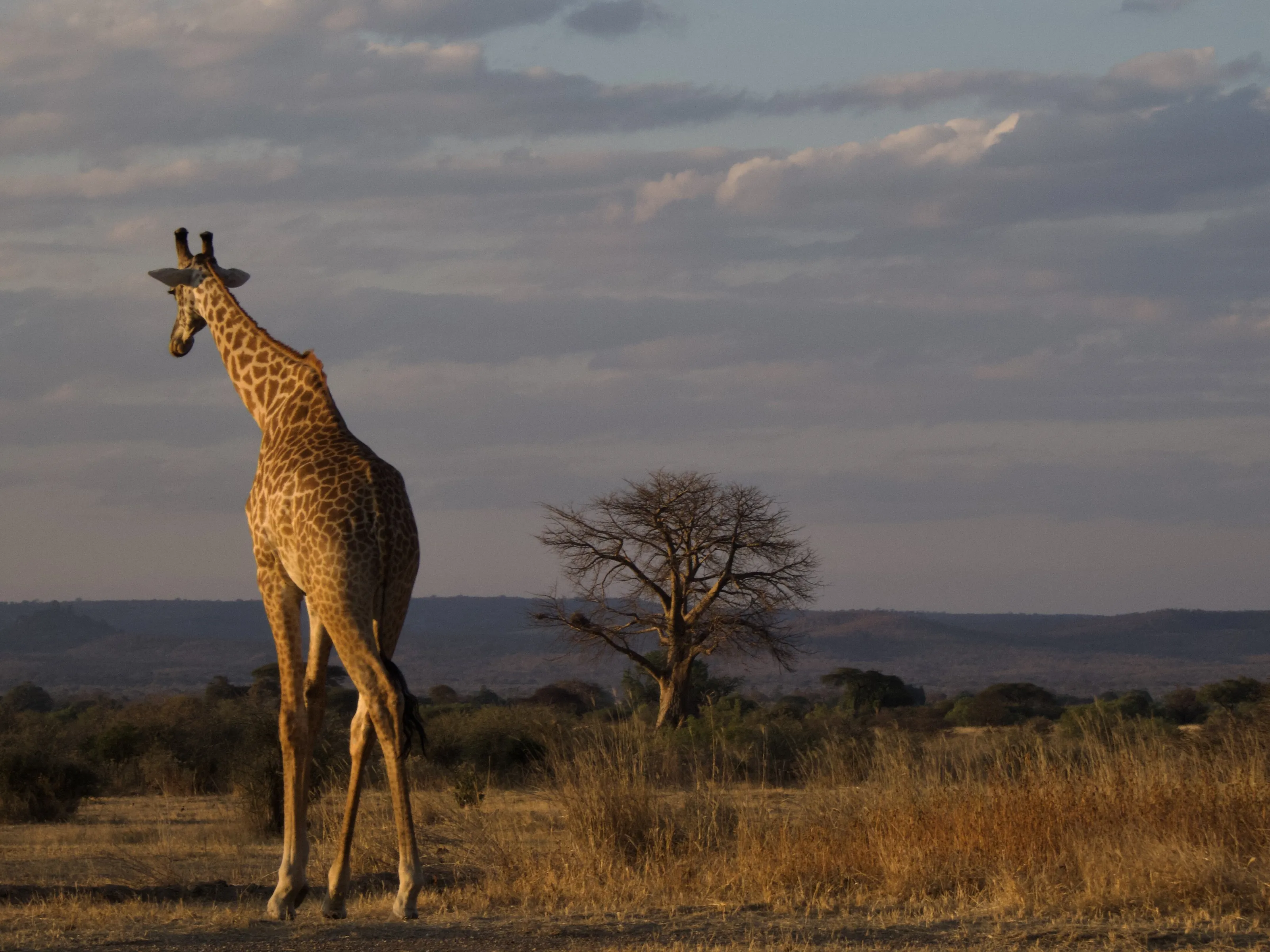 Sunset in the Savannah