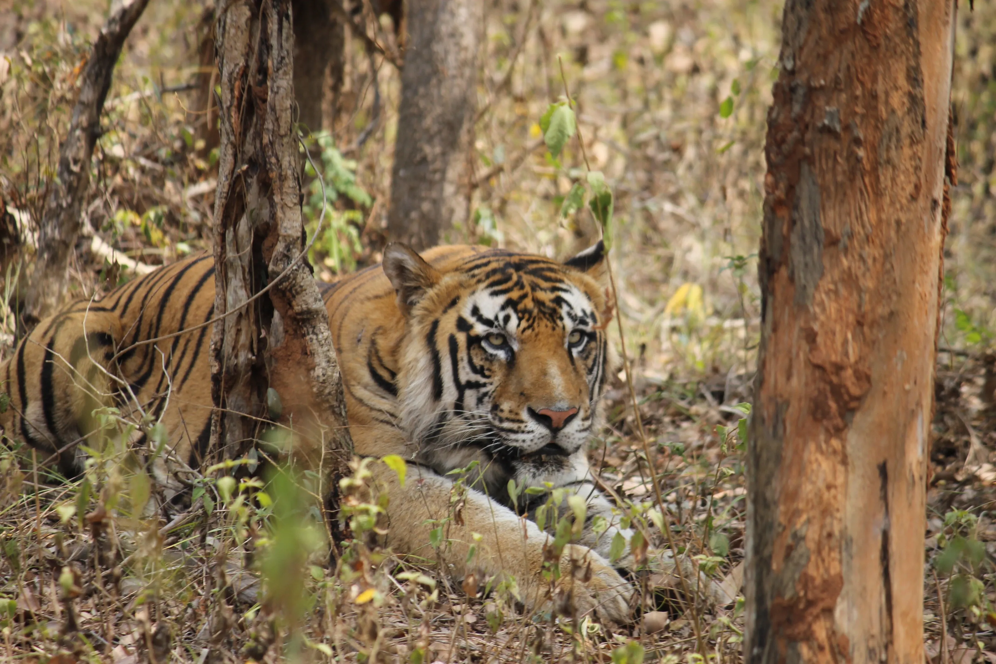 Elegant Tiger