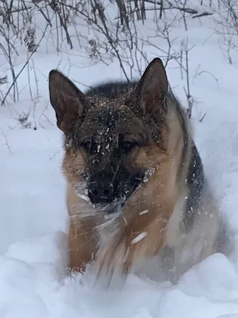 Bold in the Snow
