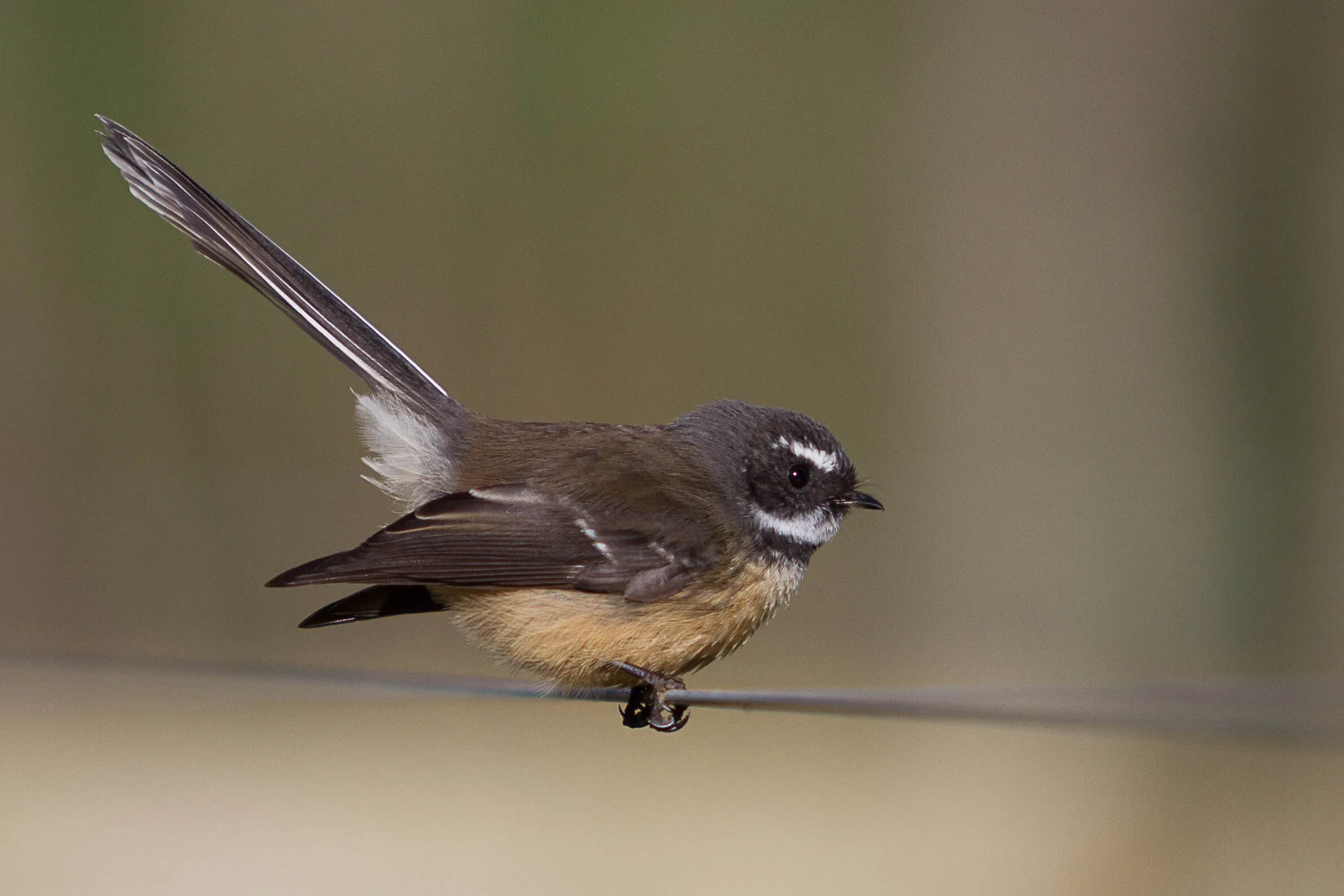 Fantail resting