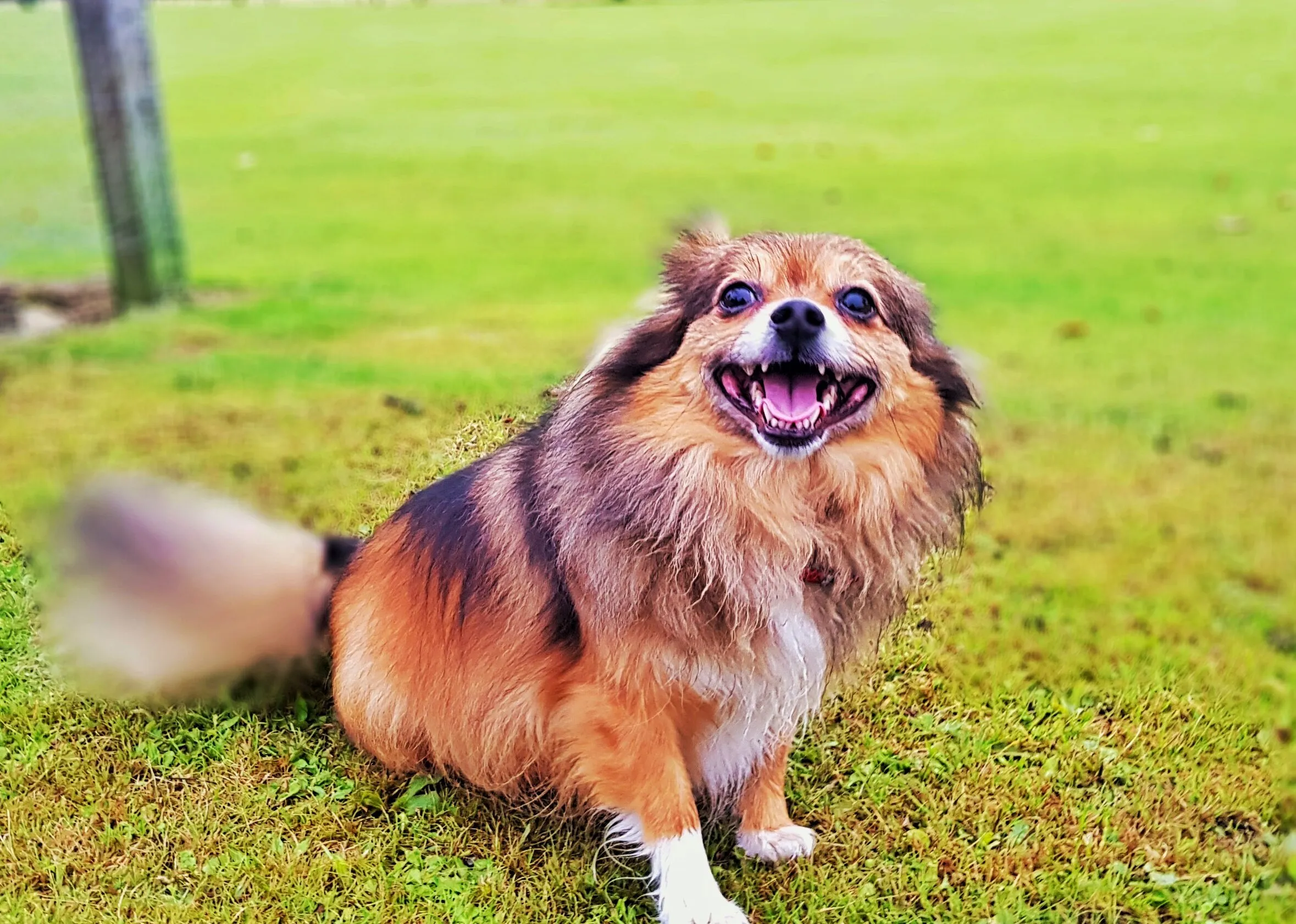 Smiler