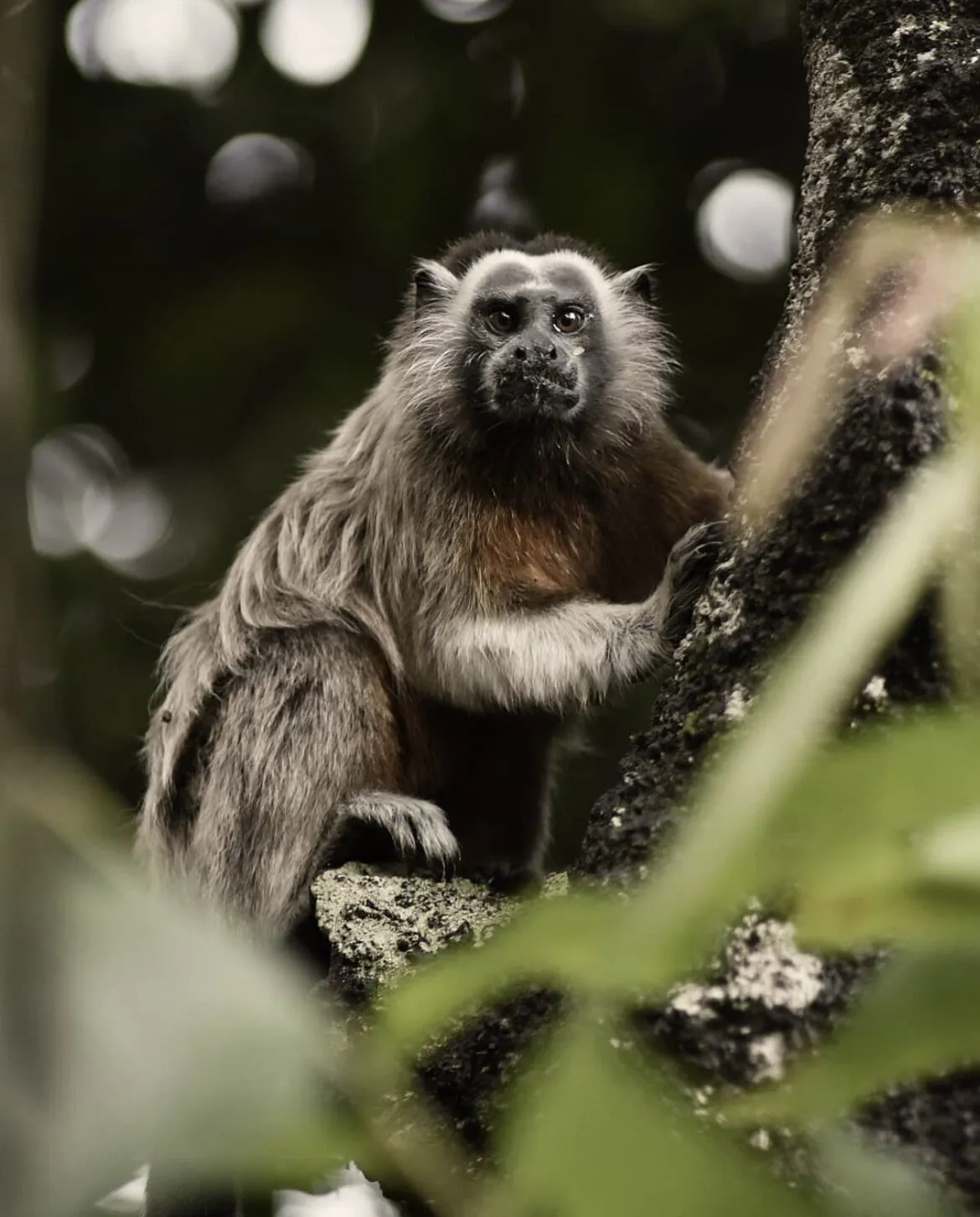 Monkeys in the Colombian jungle