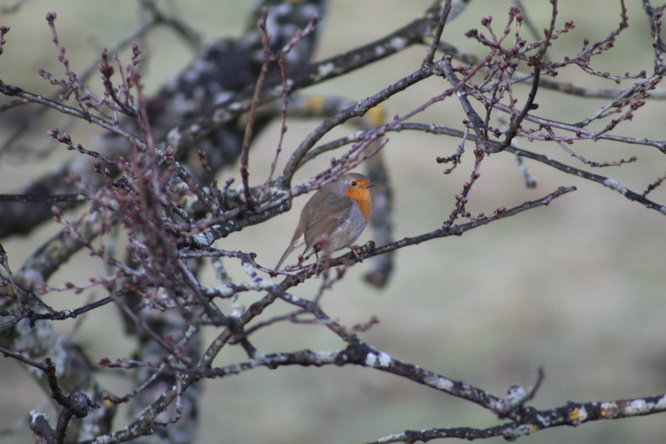 Winter robin